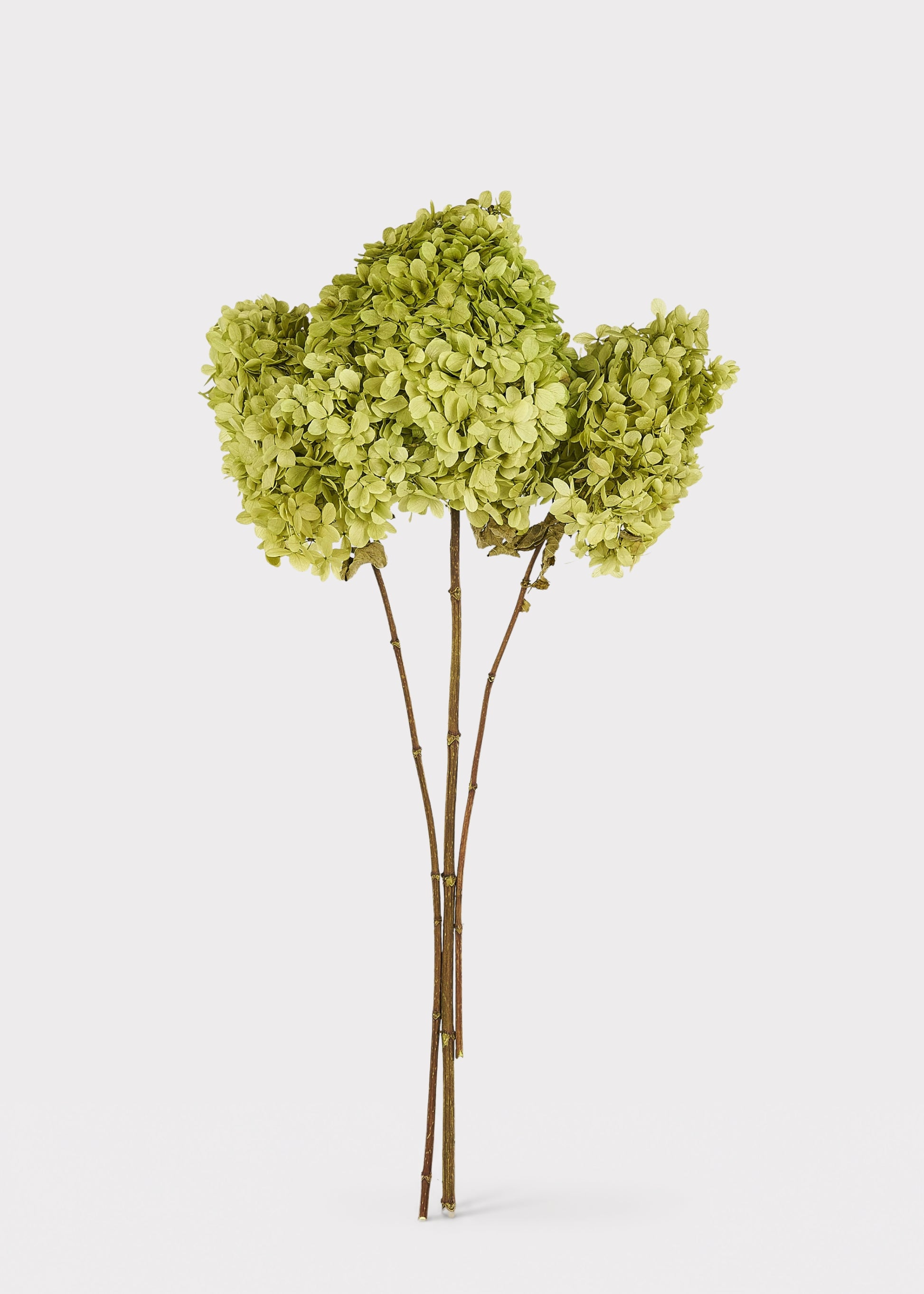 Three dried hydrangea stems with light olive-green flower heads and brown stems, arranged upright against a plain light gray background.