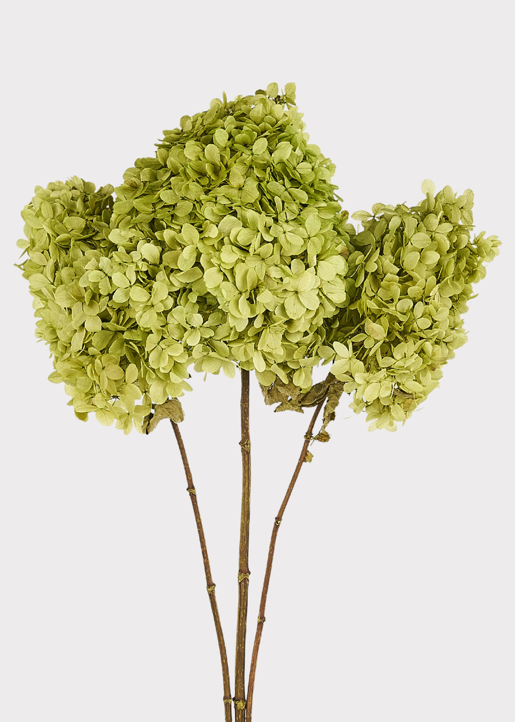 Green Preserved Hydrangeas