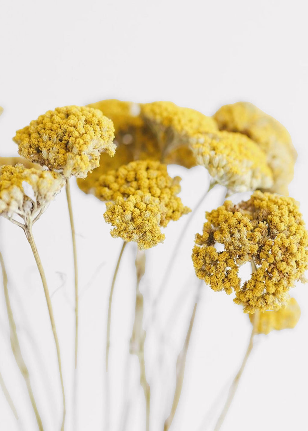 Natural Yarrow Stems