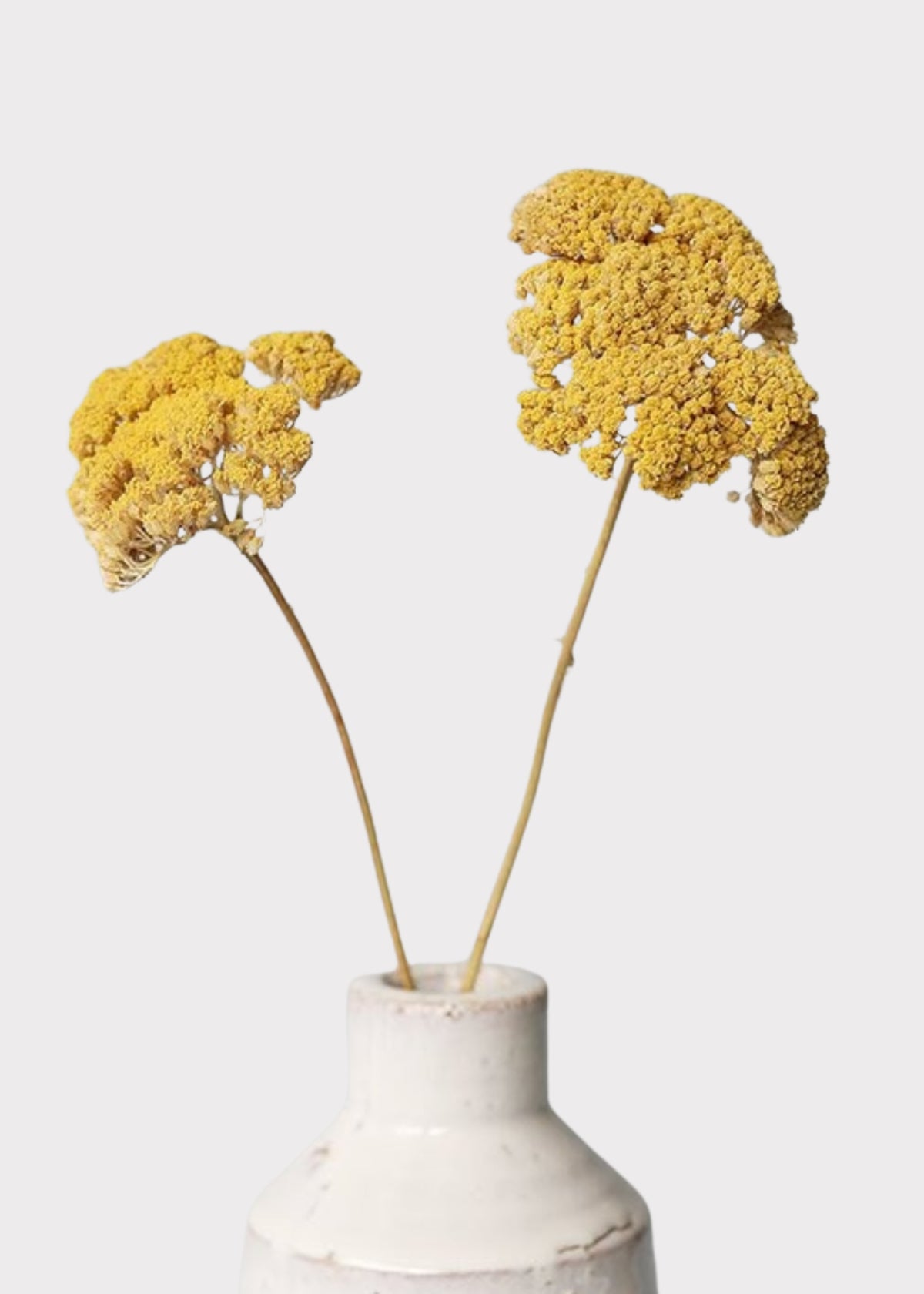Dried Yellow Yarrow in Vase