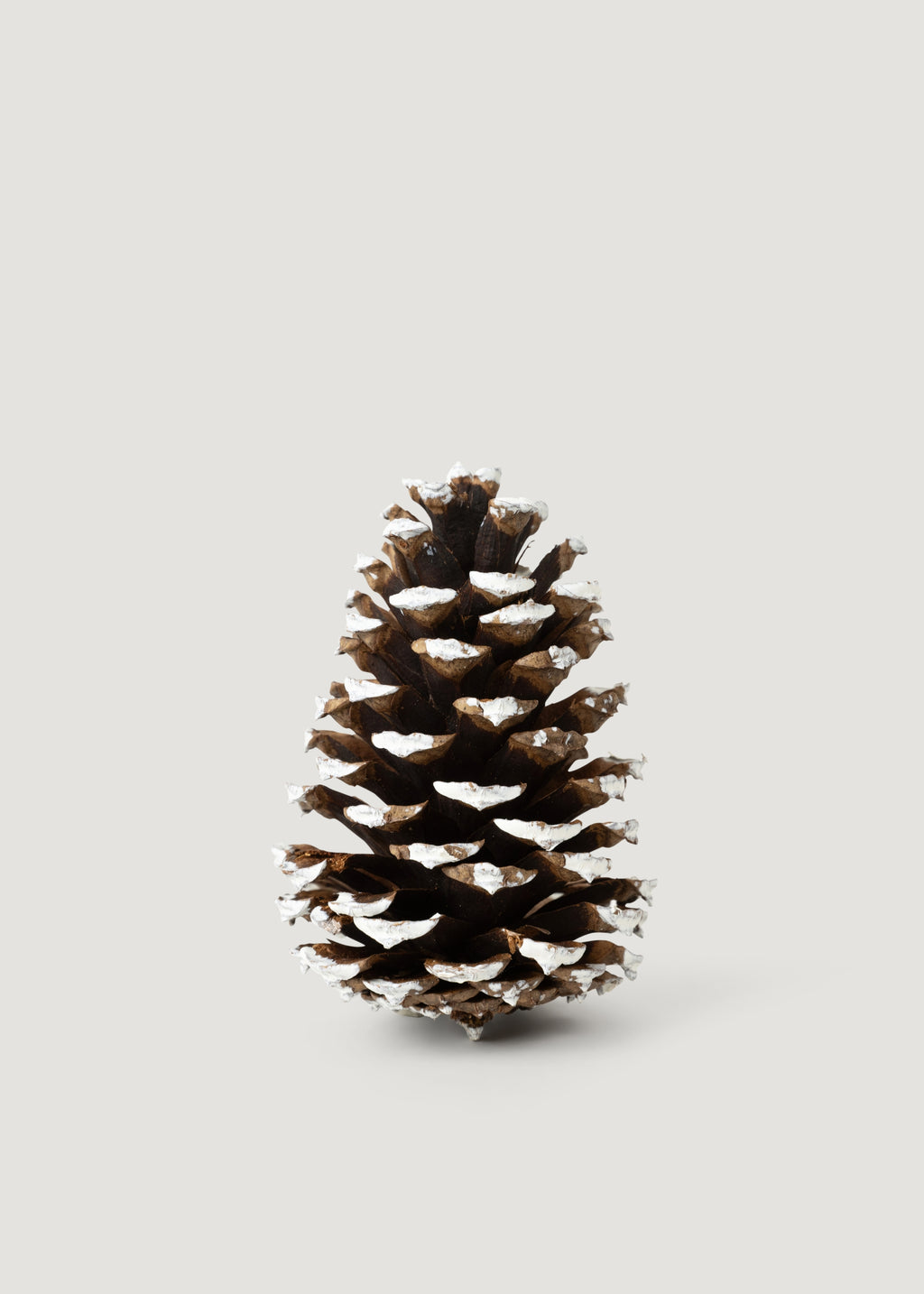 Natural White Tipped Pine Cone 