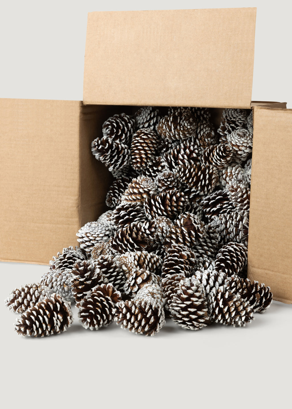 Box of 100 White Tipped Pine Cone 
