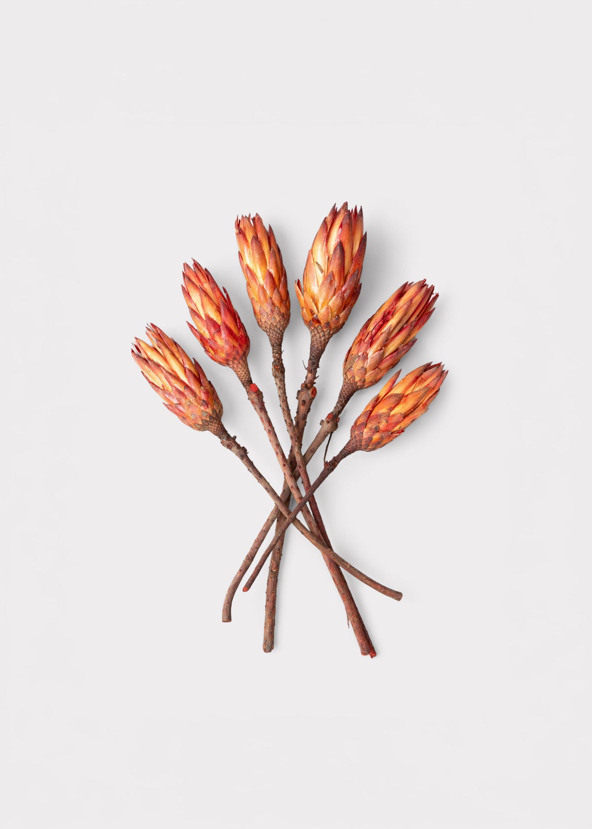  Red Dried Proteas