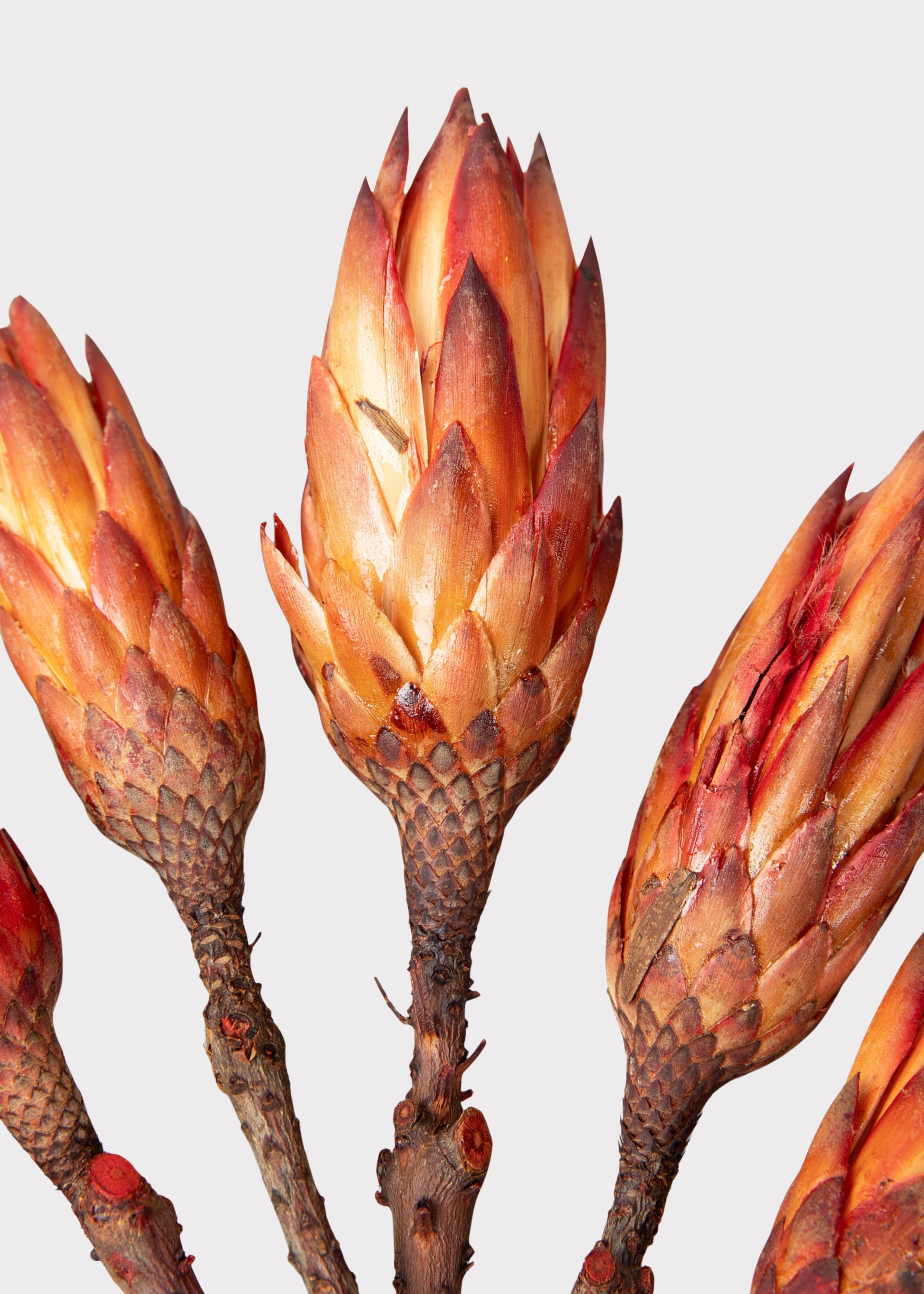 Dried Protea Repens