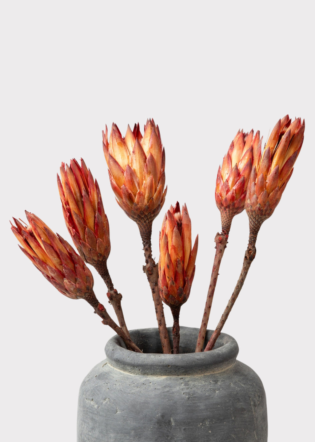 A set of dried protea flowers in a rustic gray ceramic pot against a light gray background.