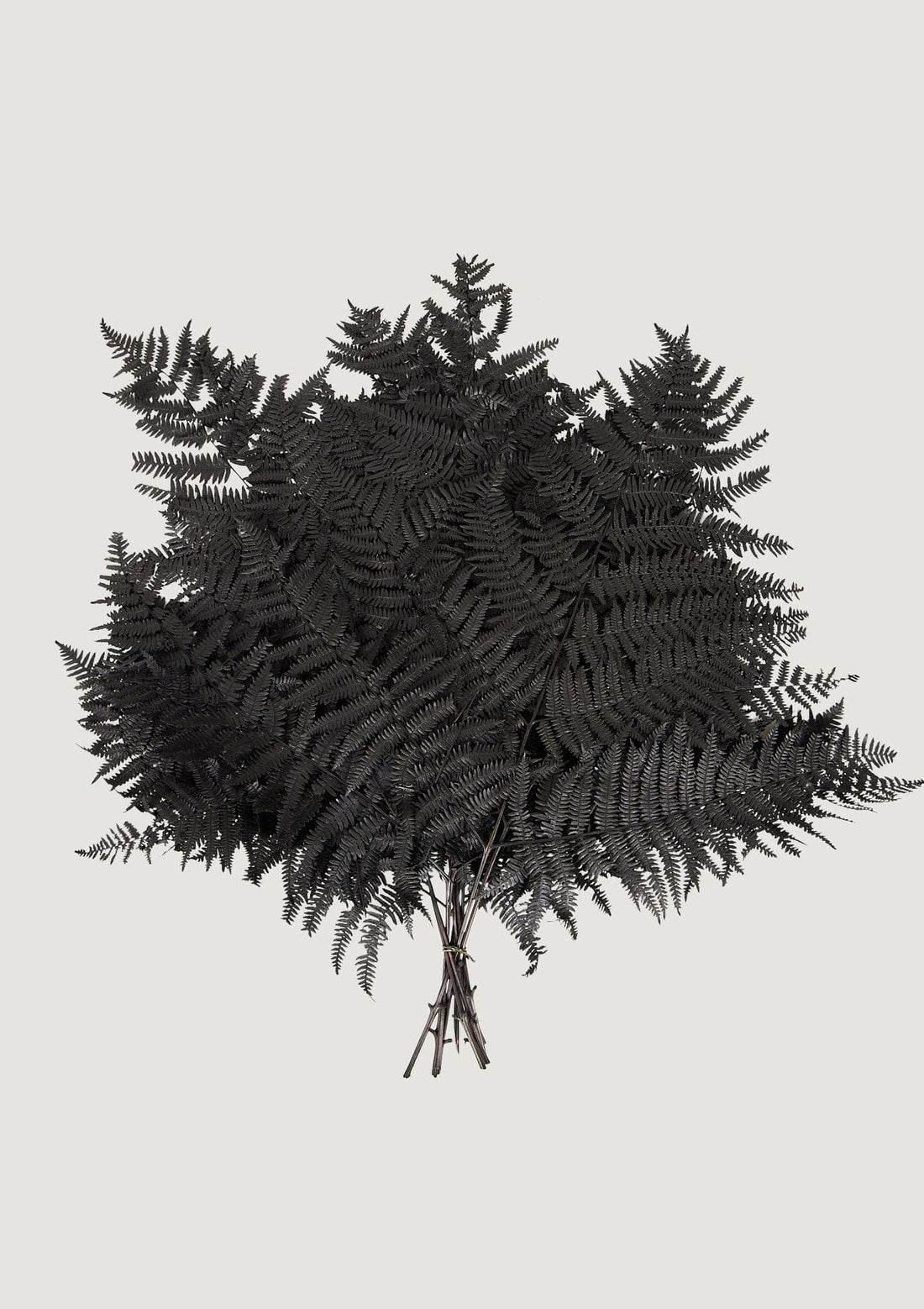 Preserved Leaves Black Bracken Fern Leaf Bundle