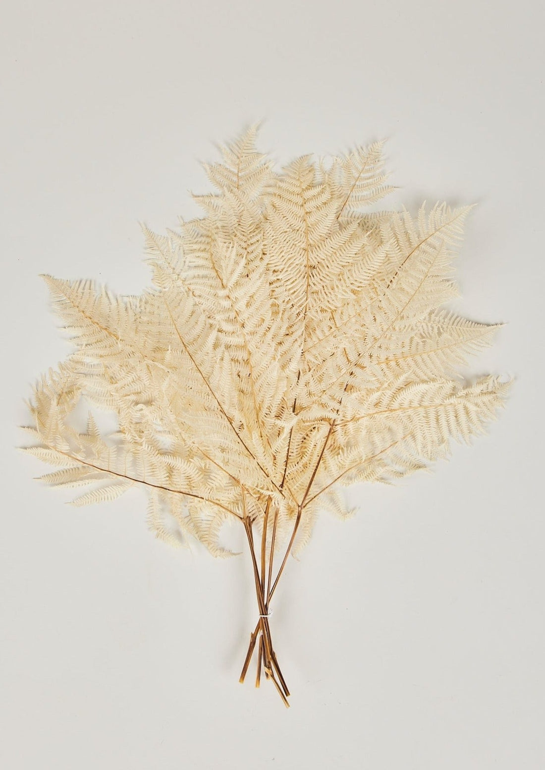 Afloral Dried Accents Bleached White Fern Leaf Bundle