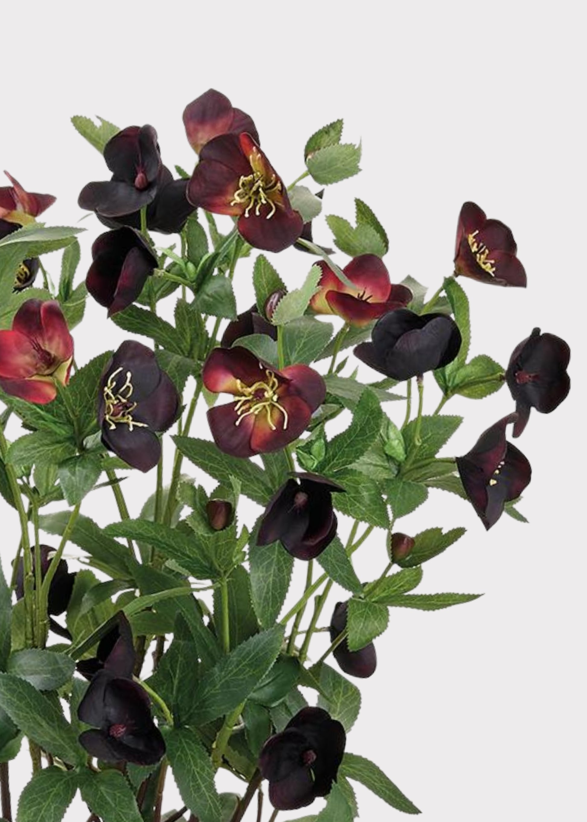 Plum Purple Helleborus Flowers