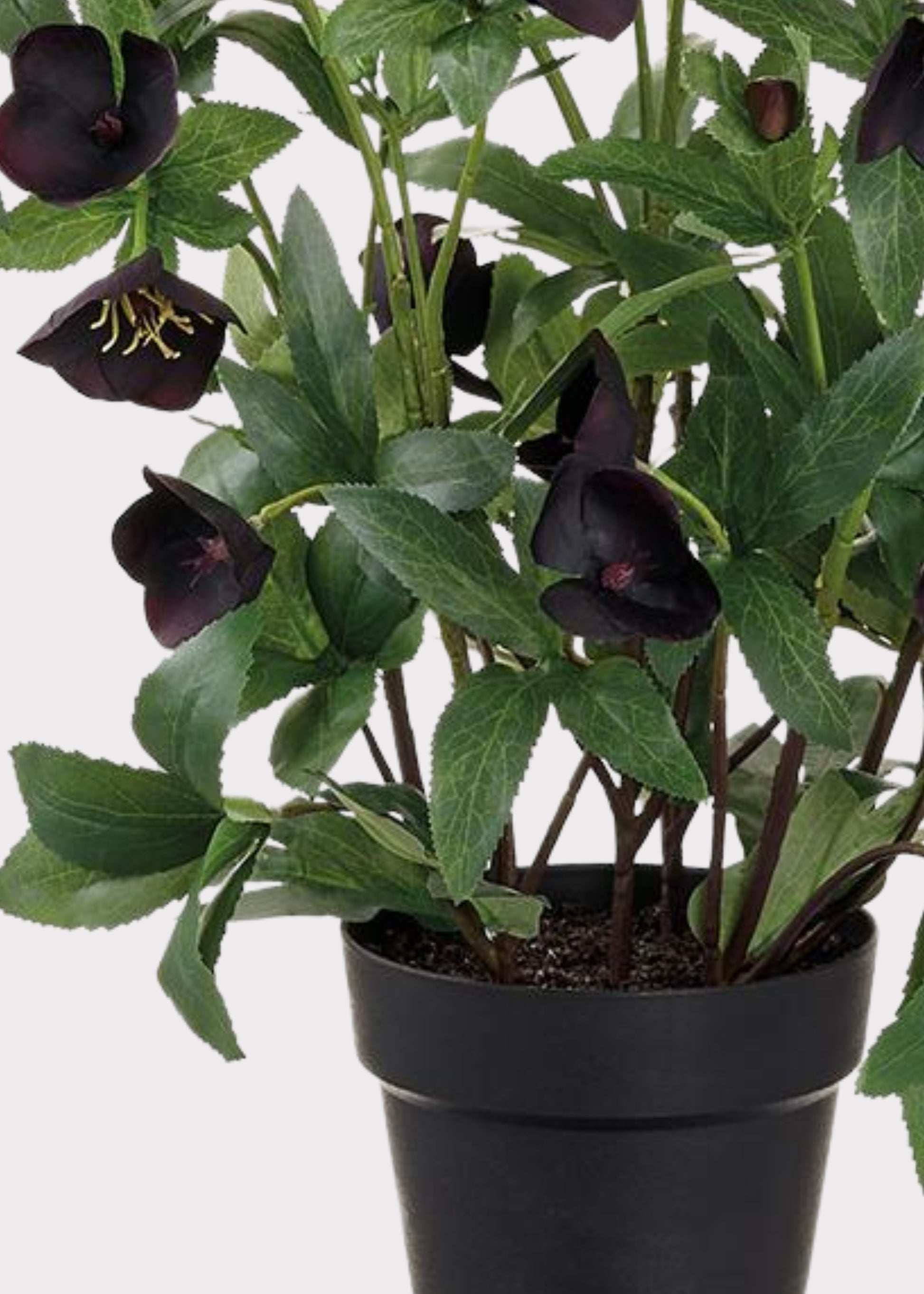 Faux Helleborus Flower Bush in a Black  Plastic Pot