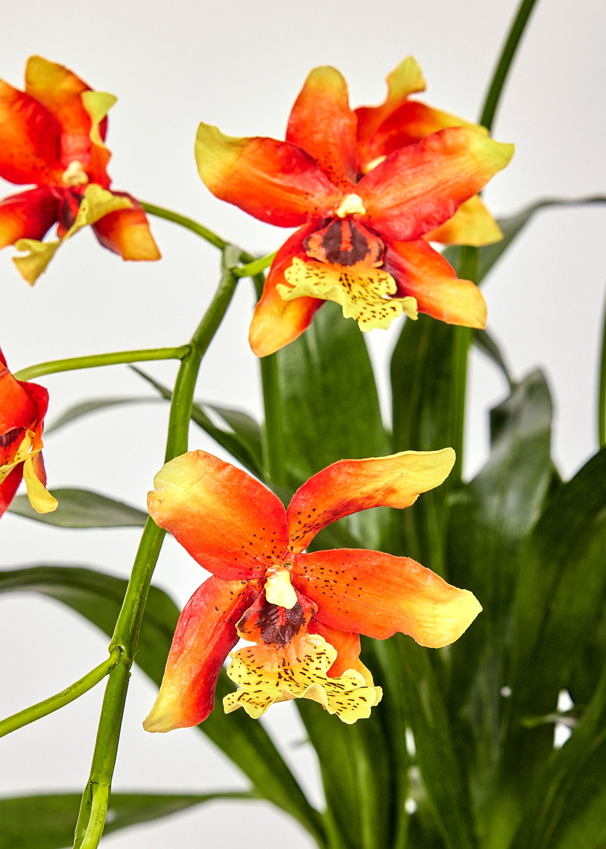 Close-up of orange and yellow orchids 