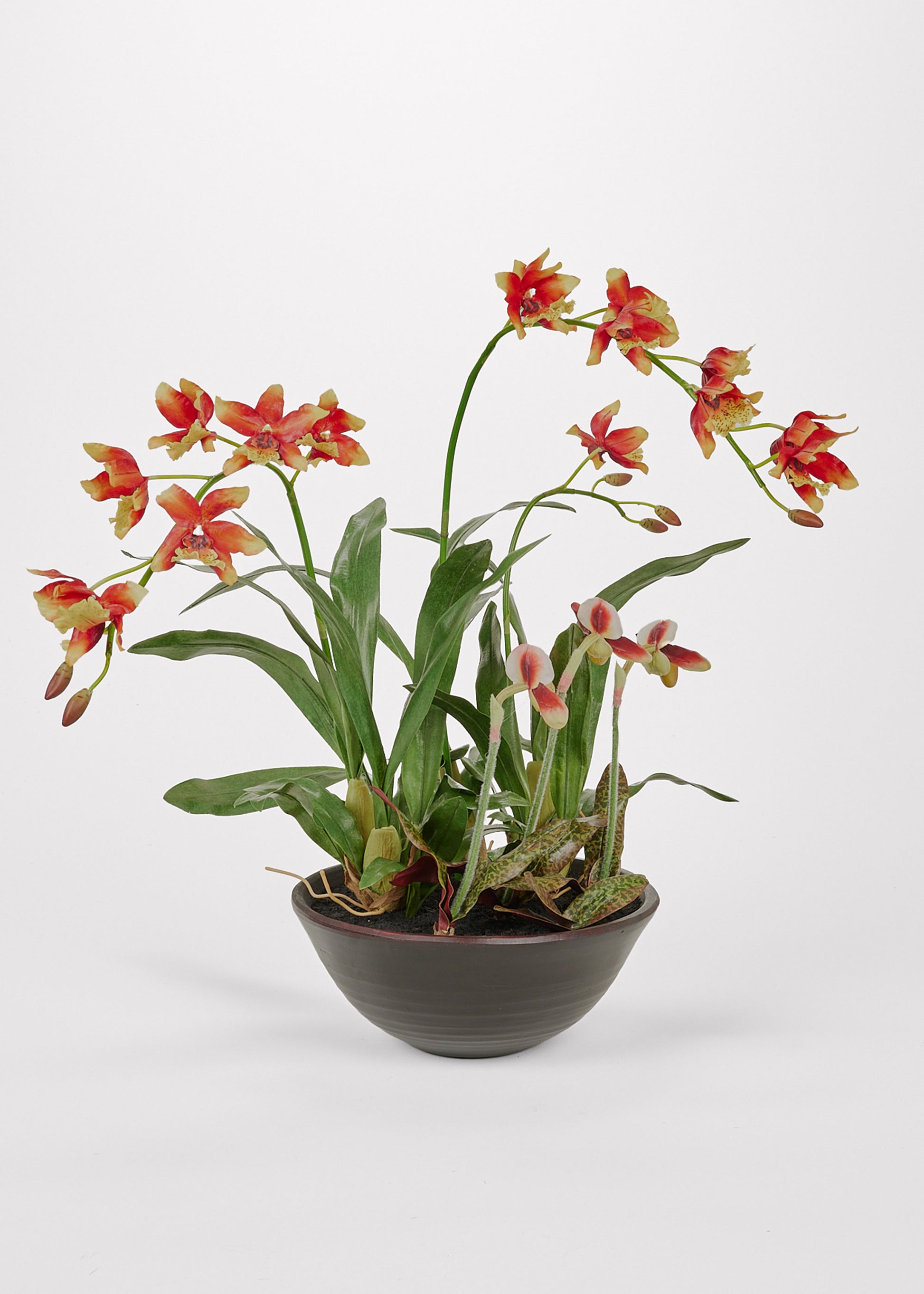 Potted orchid with red and yellow flowers on a white backgroun