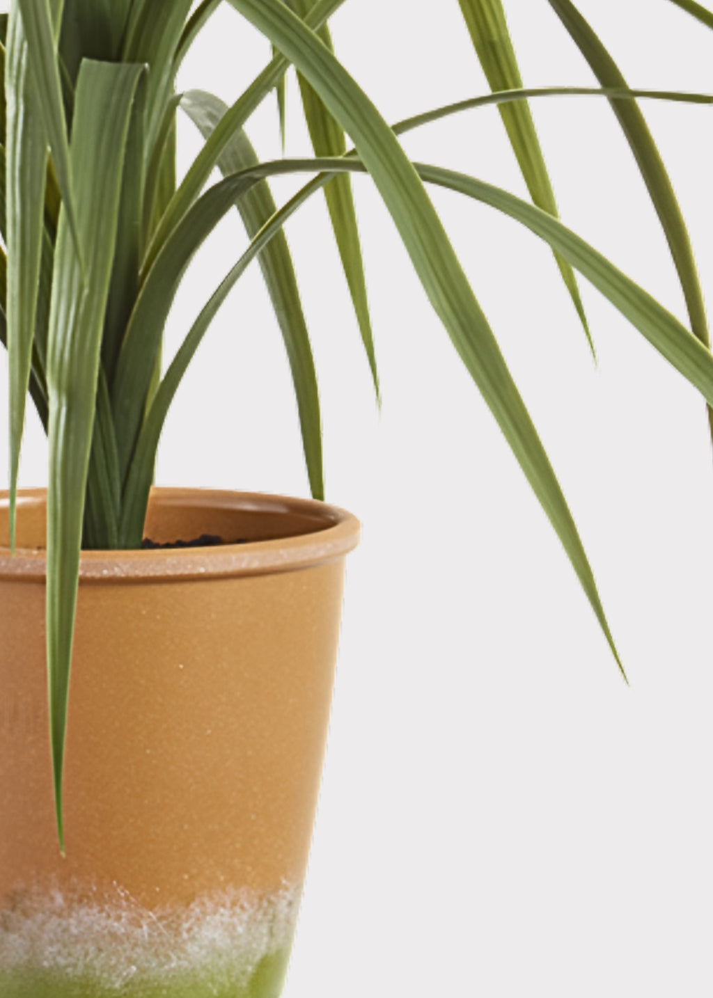 Close-up of Artificial Dracaena Succulent Plant in Pot 