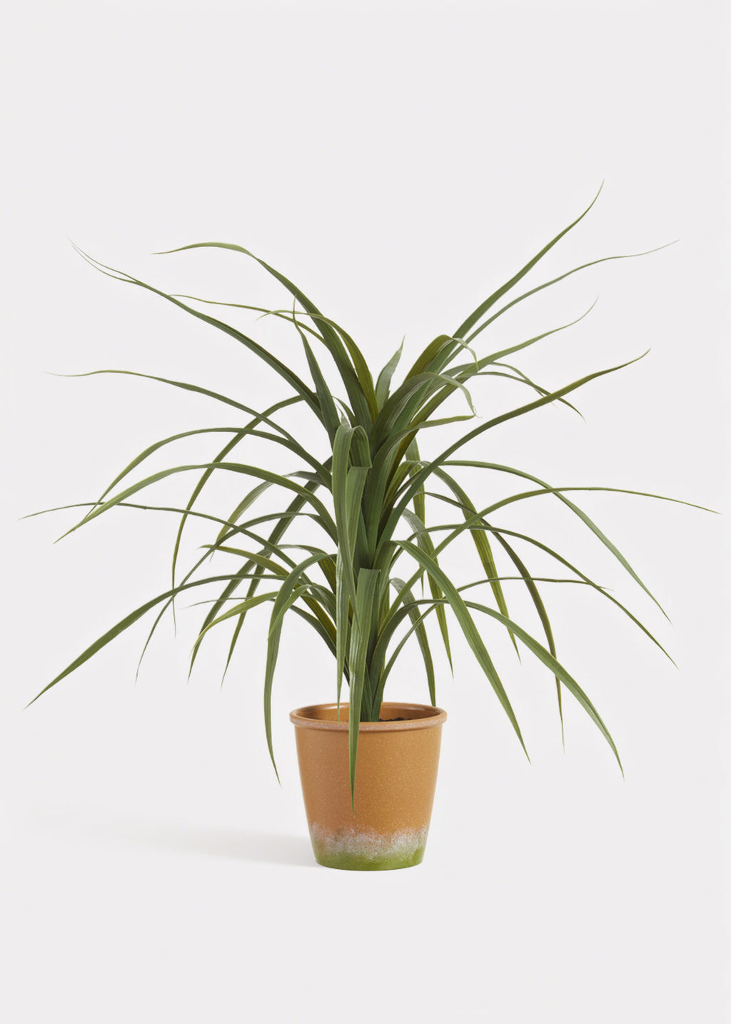 can you plant a dracaena outside Dracaena Succulent Plant in Pot