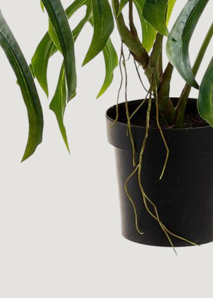 Close-up of Potted Fake Monstera