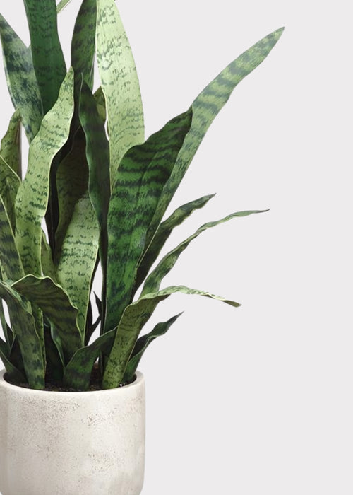 crate and barrel snake plant Artificial Potted Snake Plant in Cement Pot