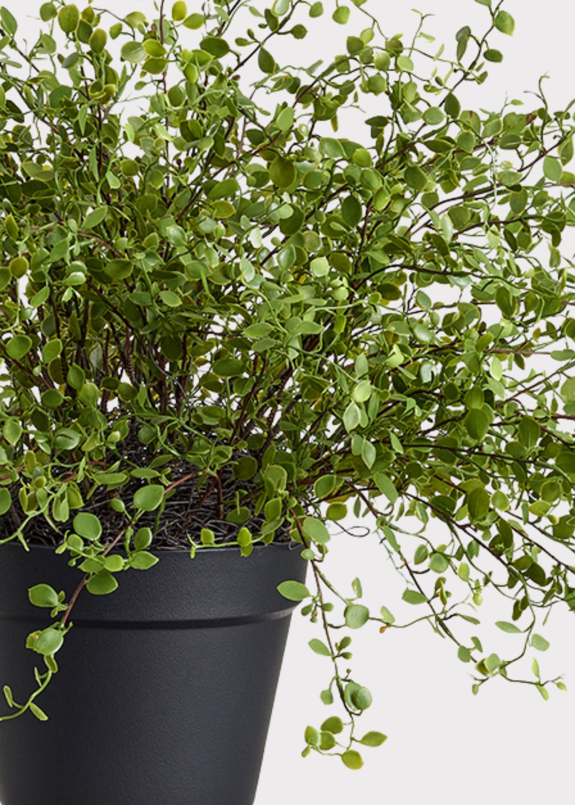 potted faux plants Maidenhair Creeping Vine Fake Potted Plant