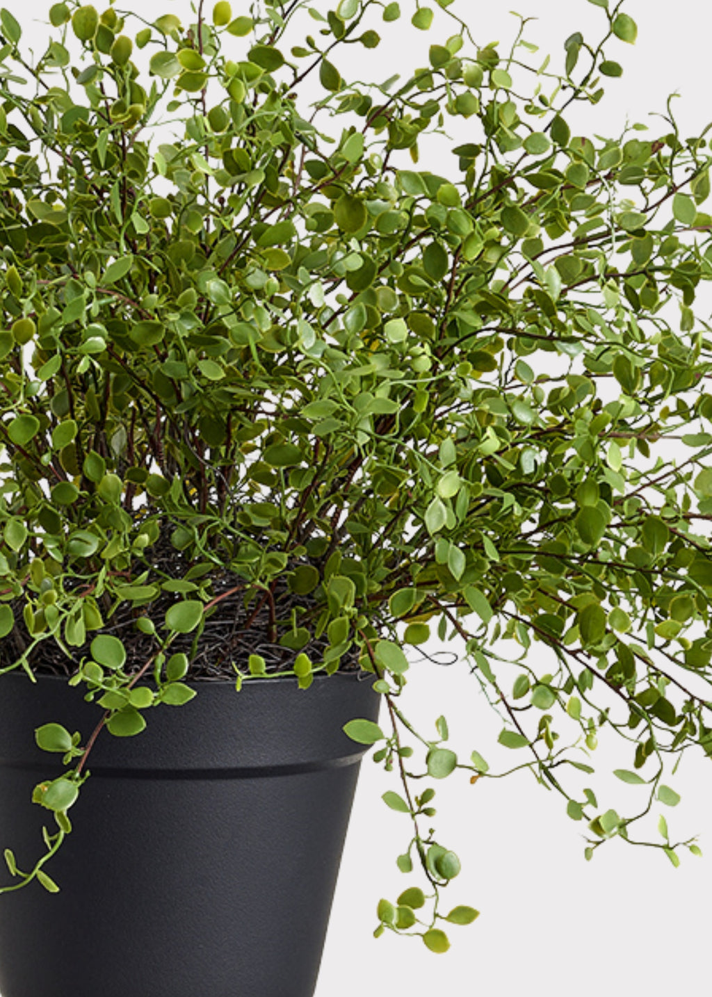 Close-up of Faux Maidenhair Potted Plant