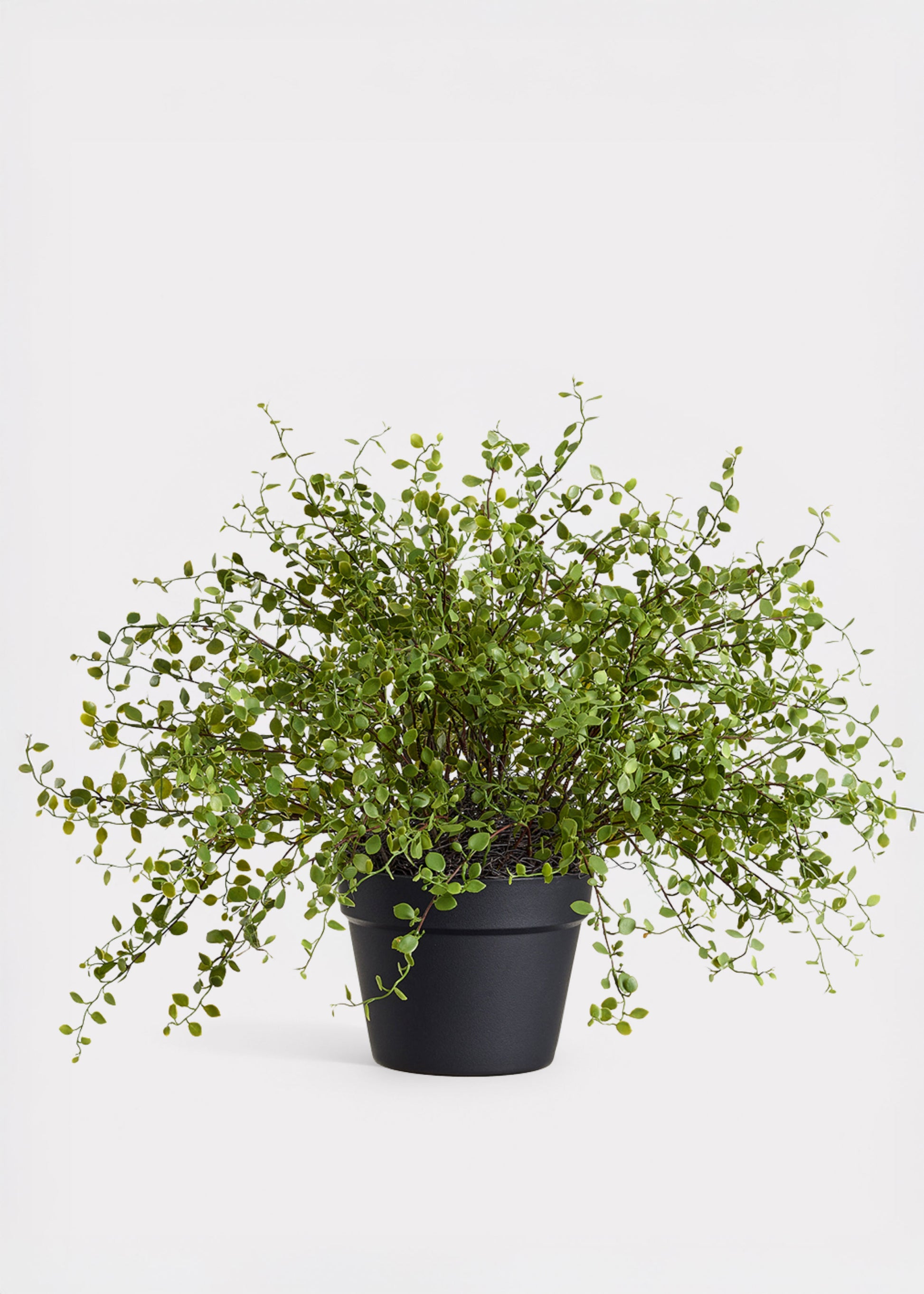 potted vine plant Maidenhair Creeping Vine Fake Potted Plant