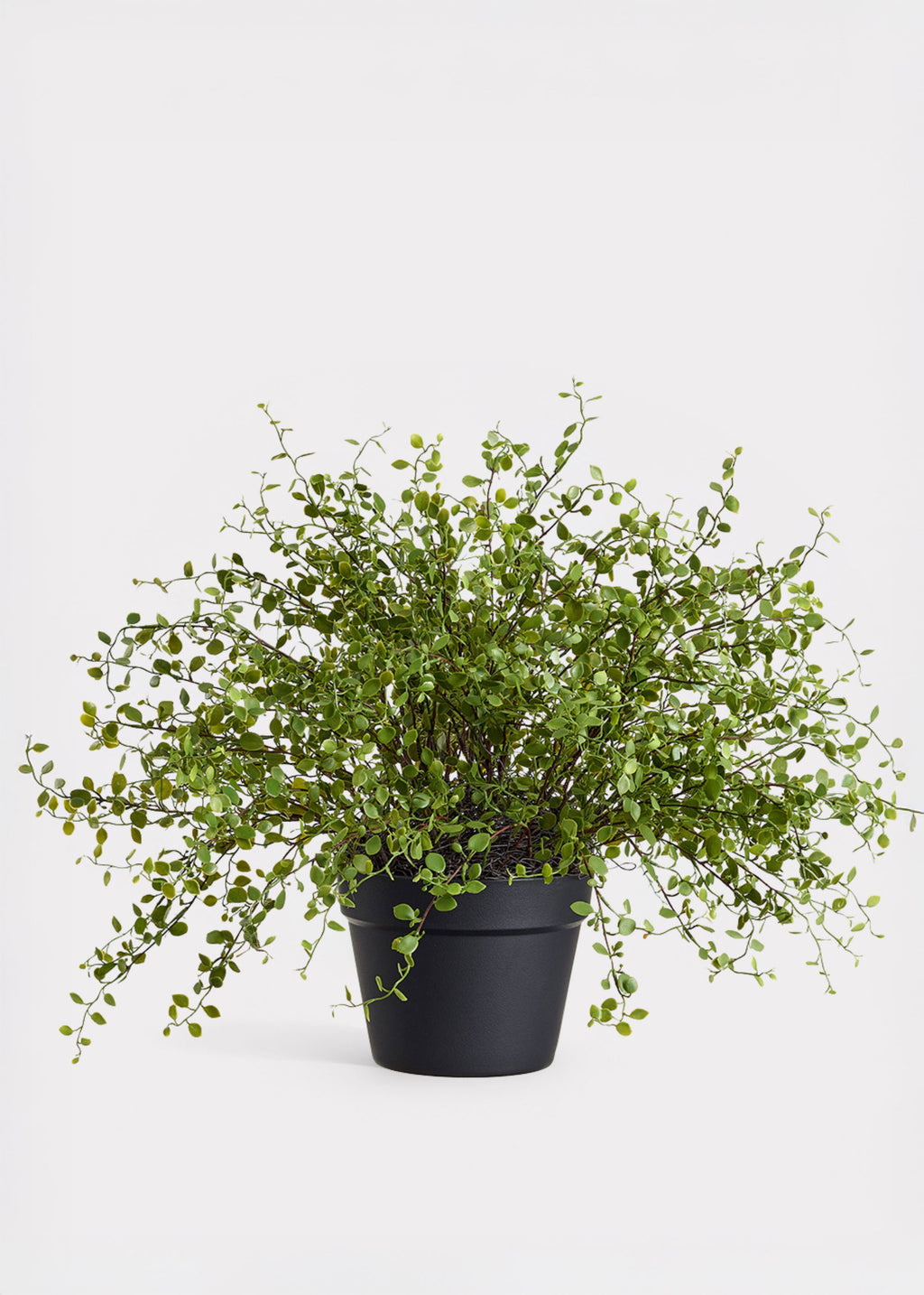 Faux Maidenhair Potted Plant