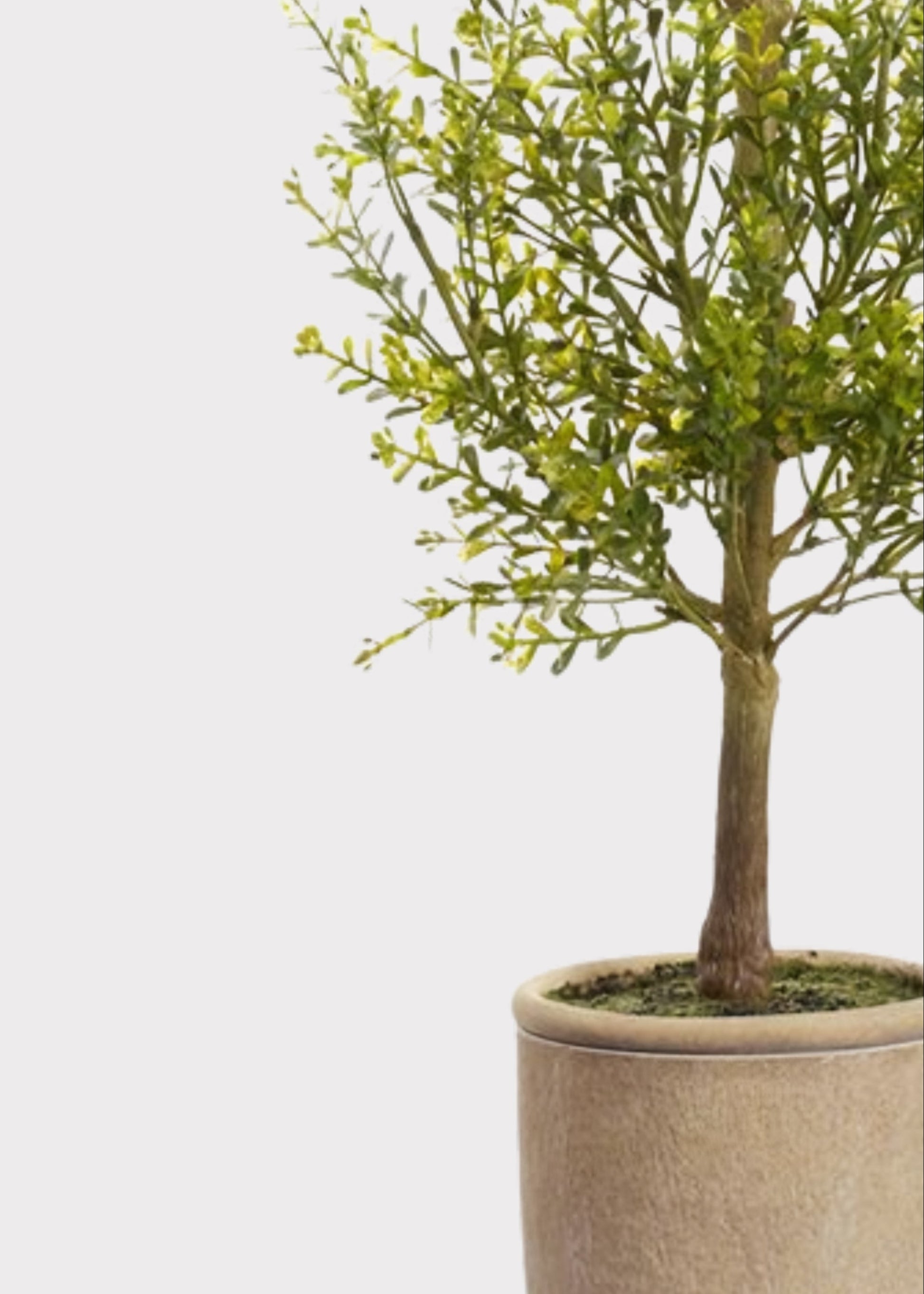 myrtle house plant 32" Myrtle Artificial Double Topiary w/Cement Pot -Green (Pack of 4)