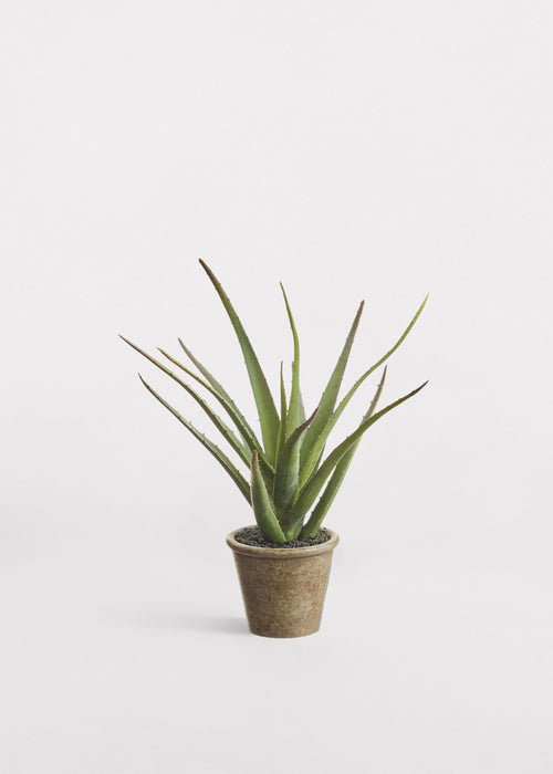 Faux Soft Agave in Paper Mache Pot Green