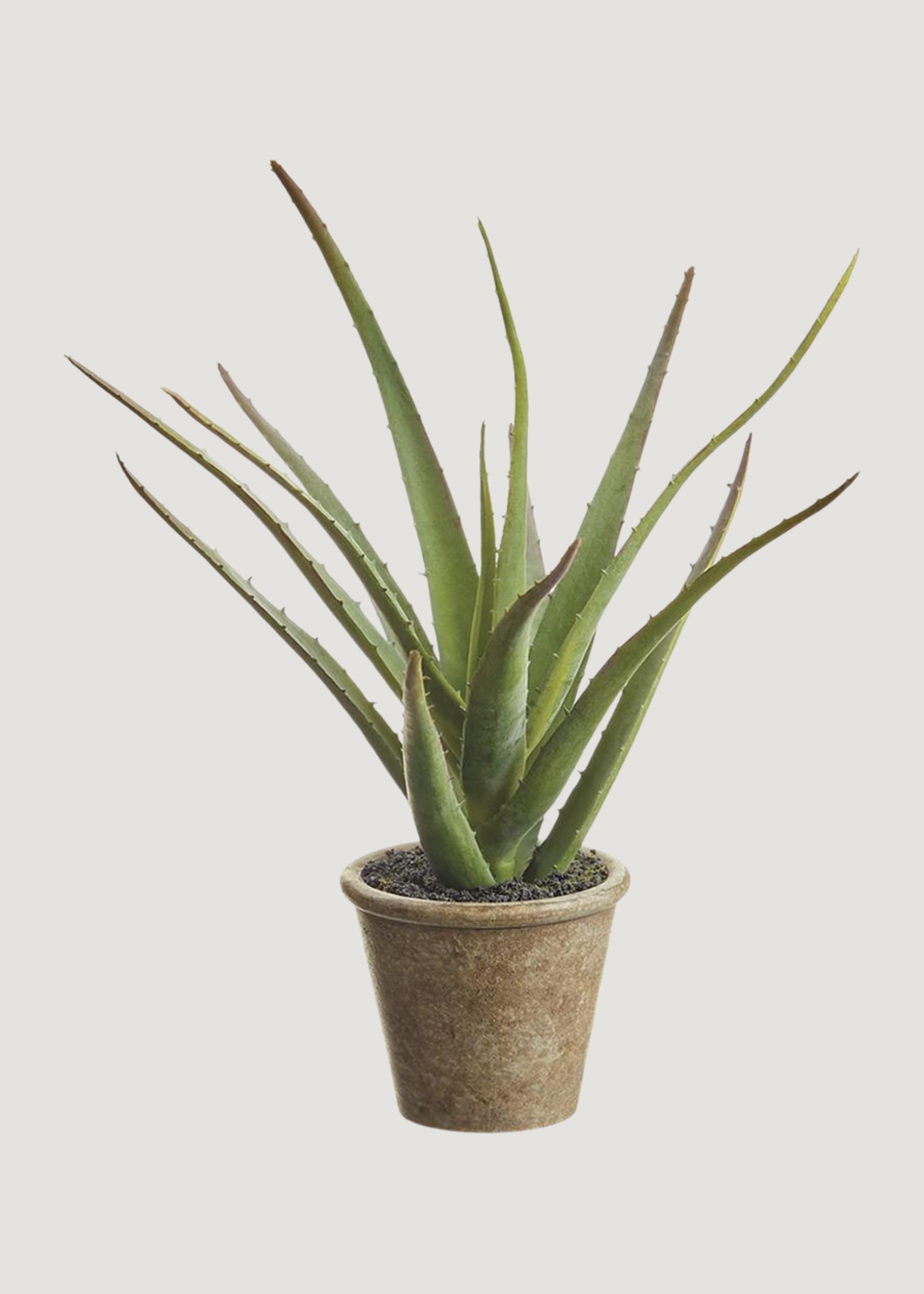 Small Fake Agave Cactus Plant