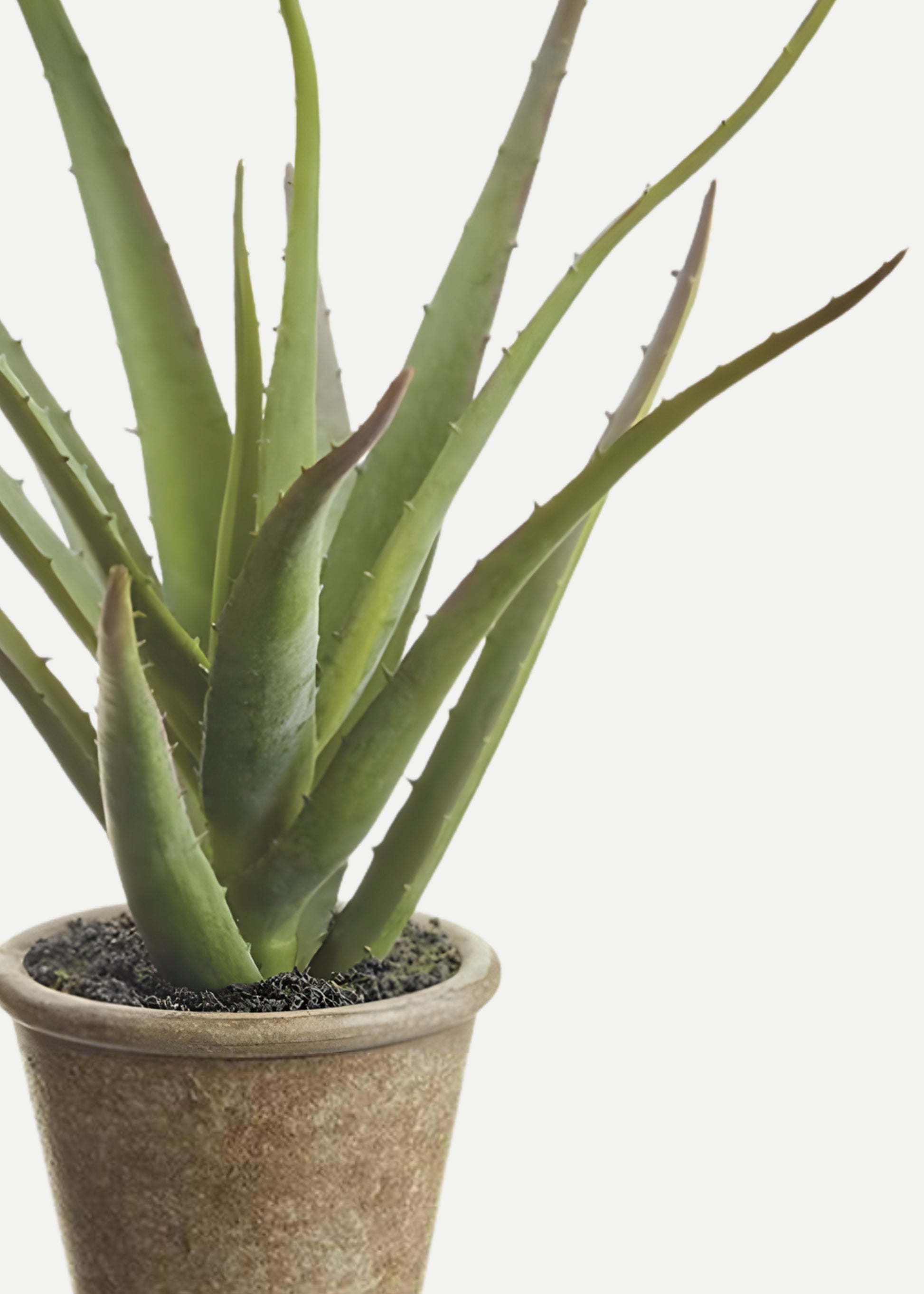 real vs fake aloe vera plant Faux Soft Agave in Paper Mache Pot Green
