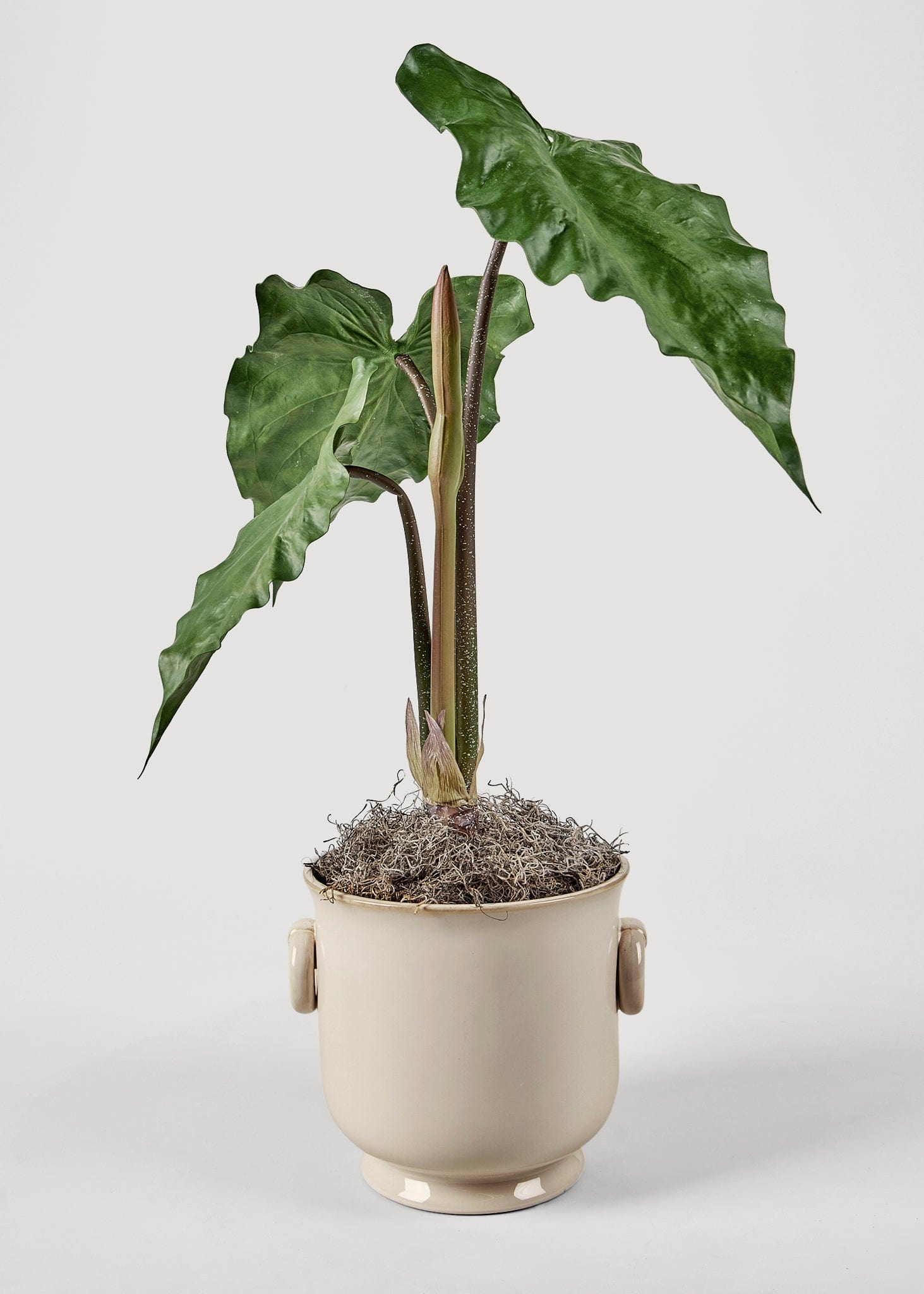 Large Cream Ceramic Cache Pot Styled with Faux Tropical Alocasia Plant at afloral