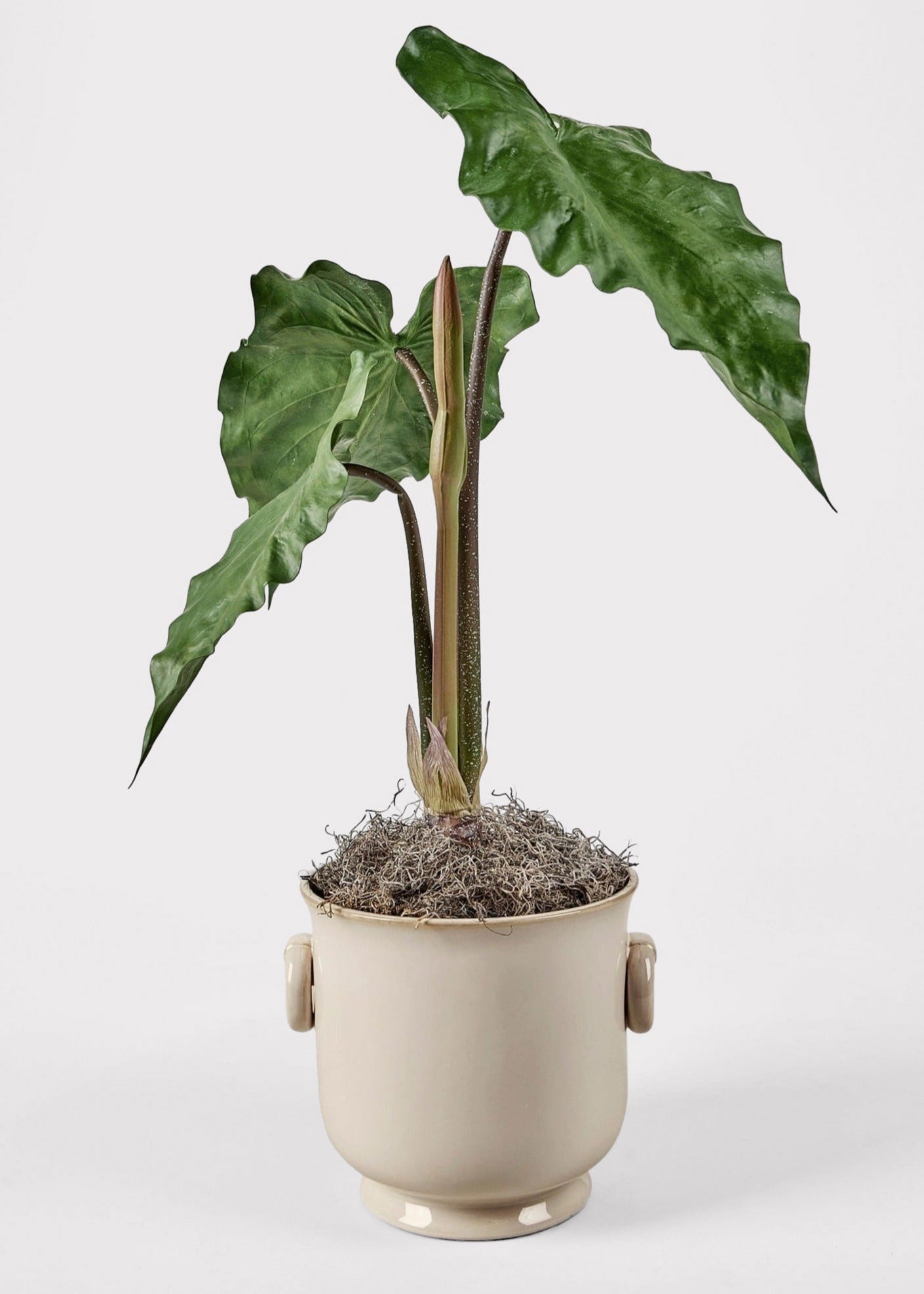 Faux Tropical Potted Plant Arrangement with Dried Spanish Moss Styled at Afloral