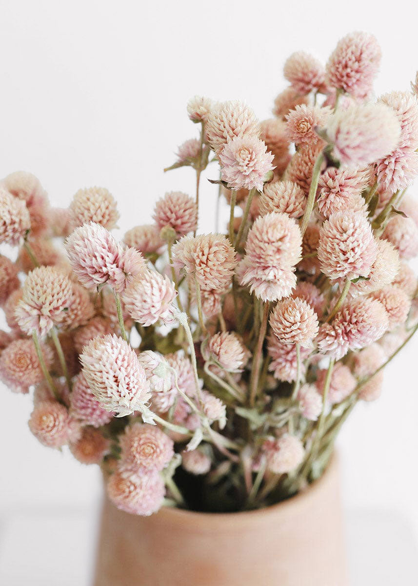 Afloral Pink Dried Globe Amaranth Flowers