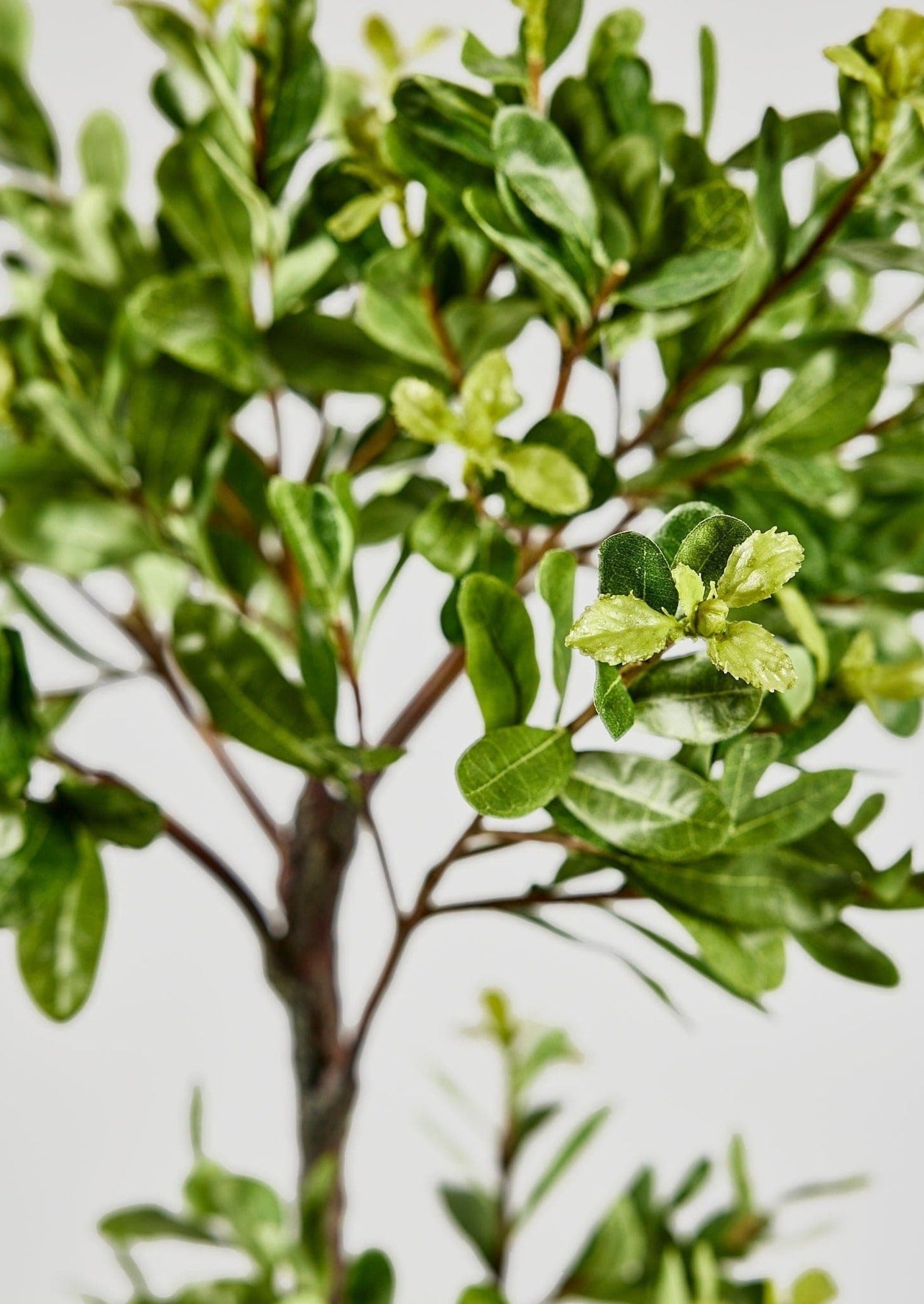 Artificial Euonymus Japonicus Leaves Plant in Closeup