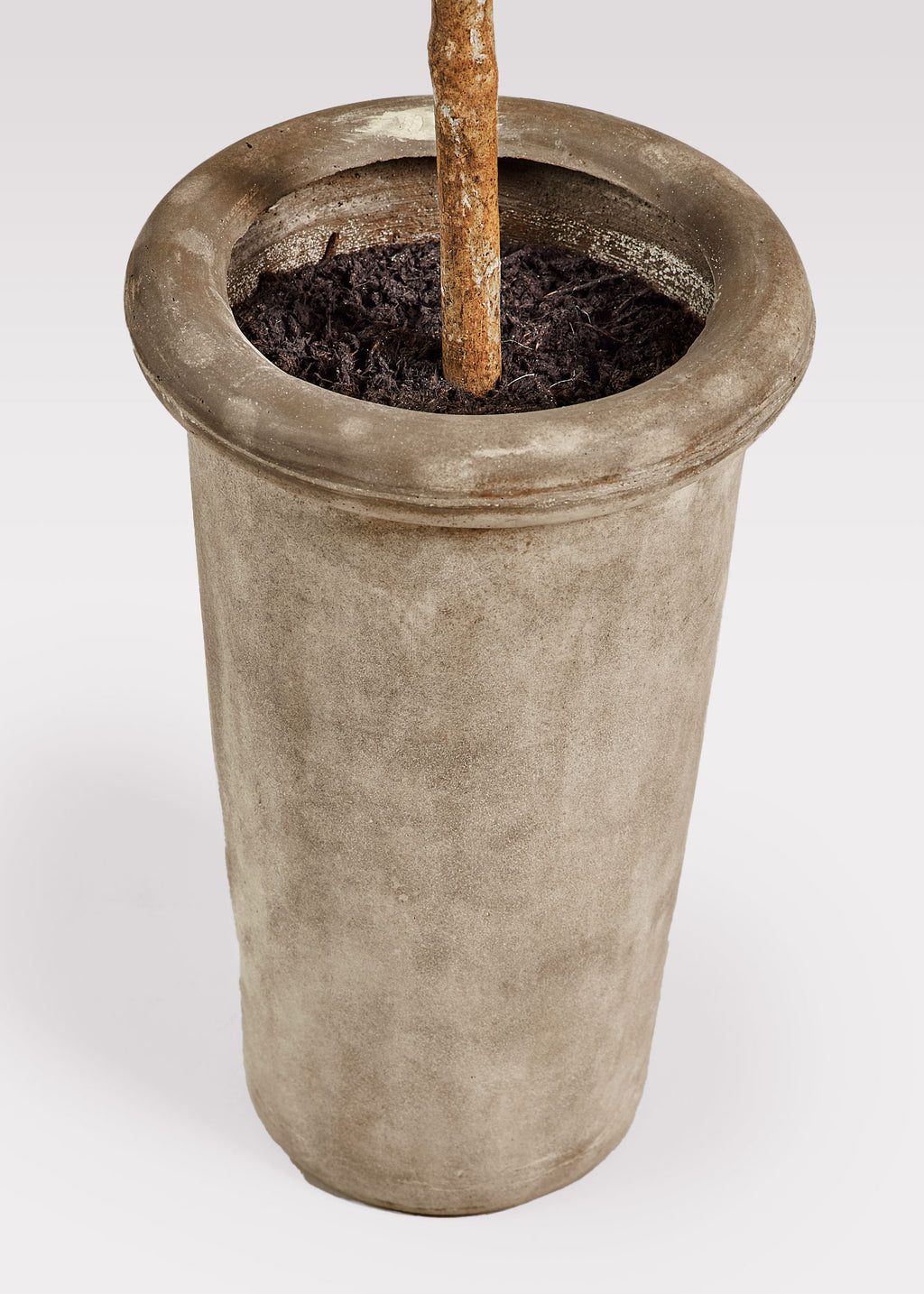 View of Cement Planter Pot of Olive Tree Plant