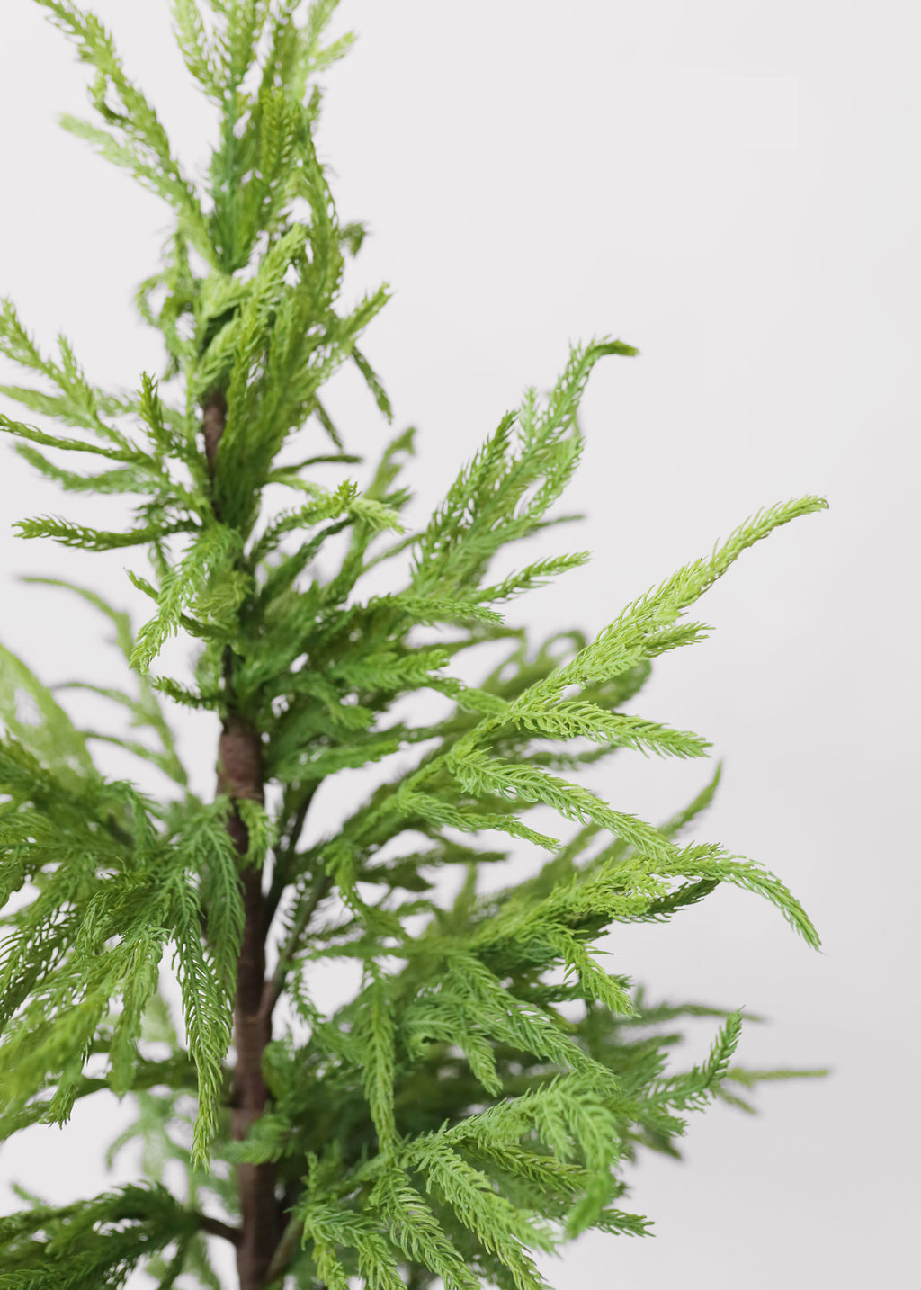 Artificial Pine Greens in Real Touch Norfolk Tree from Afloral