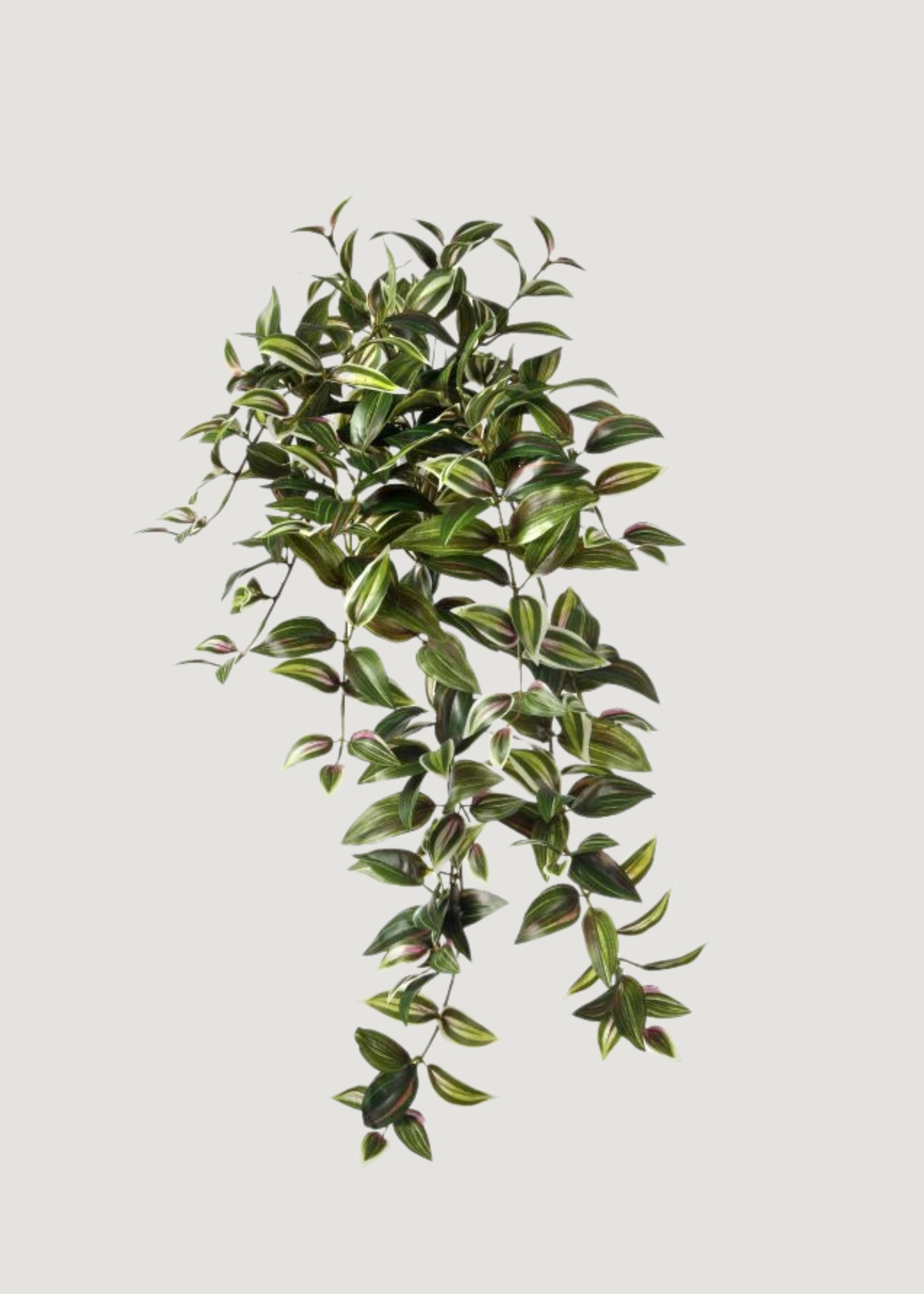 hanging ivy plant fake Variegated Tradescantia Hanging Plant in Plum and Green