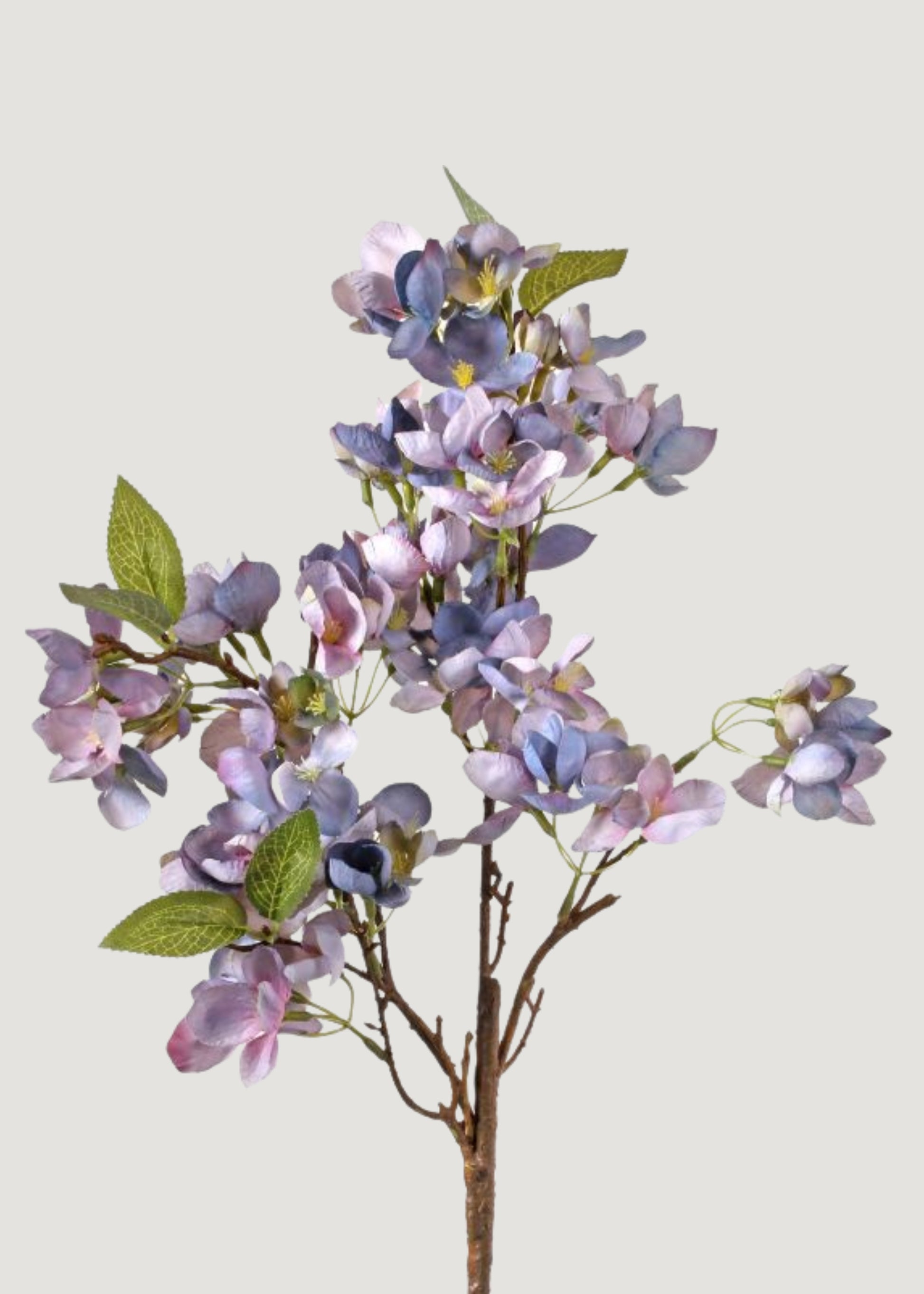 Dried Look Apple Blossom Bloom