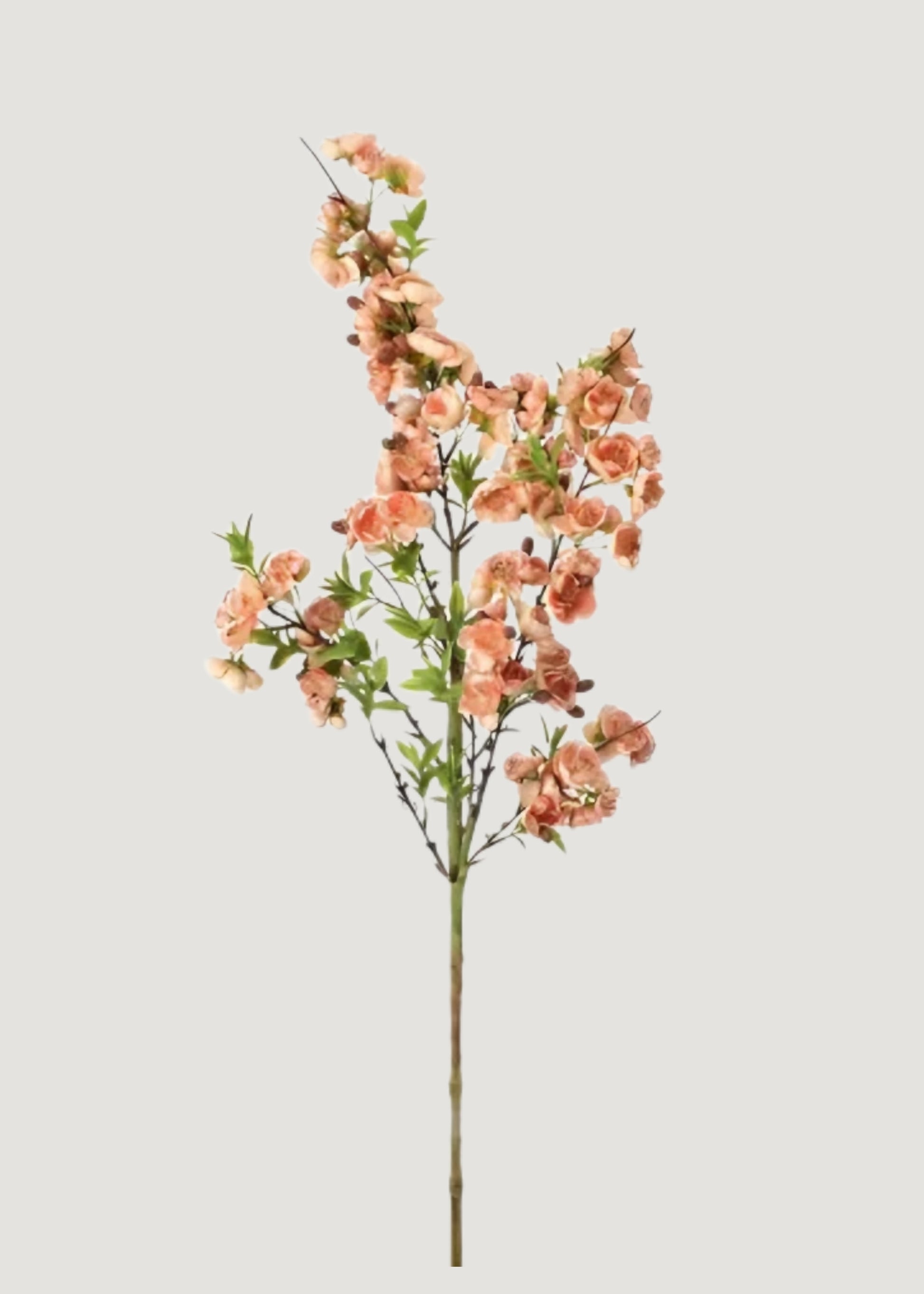 Apple Blossom Flower Branch in Peach