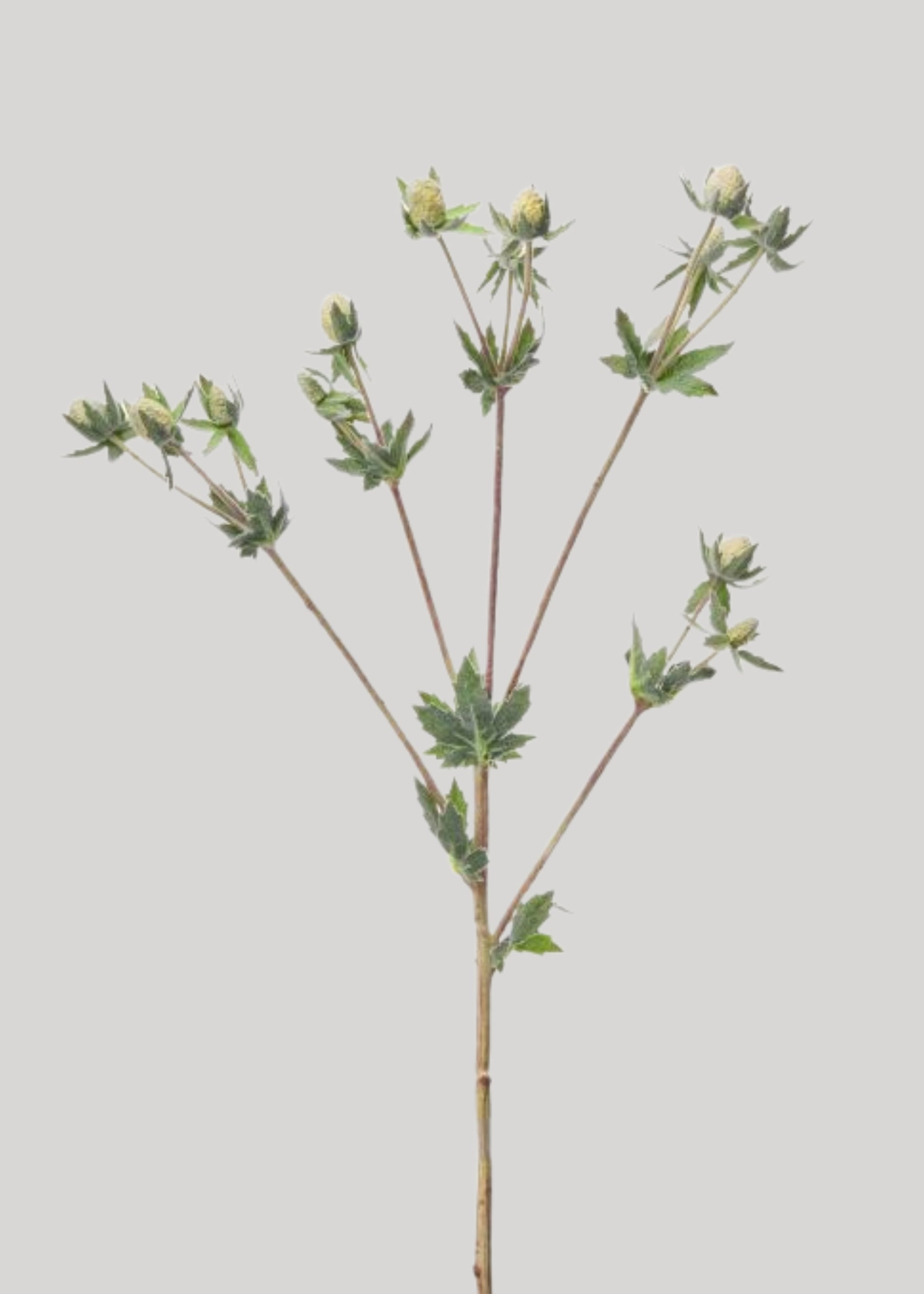 Cream Fake Echinops Thistle Wildflower Spray - 23"