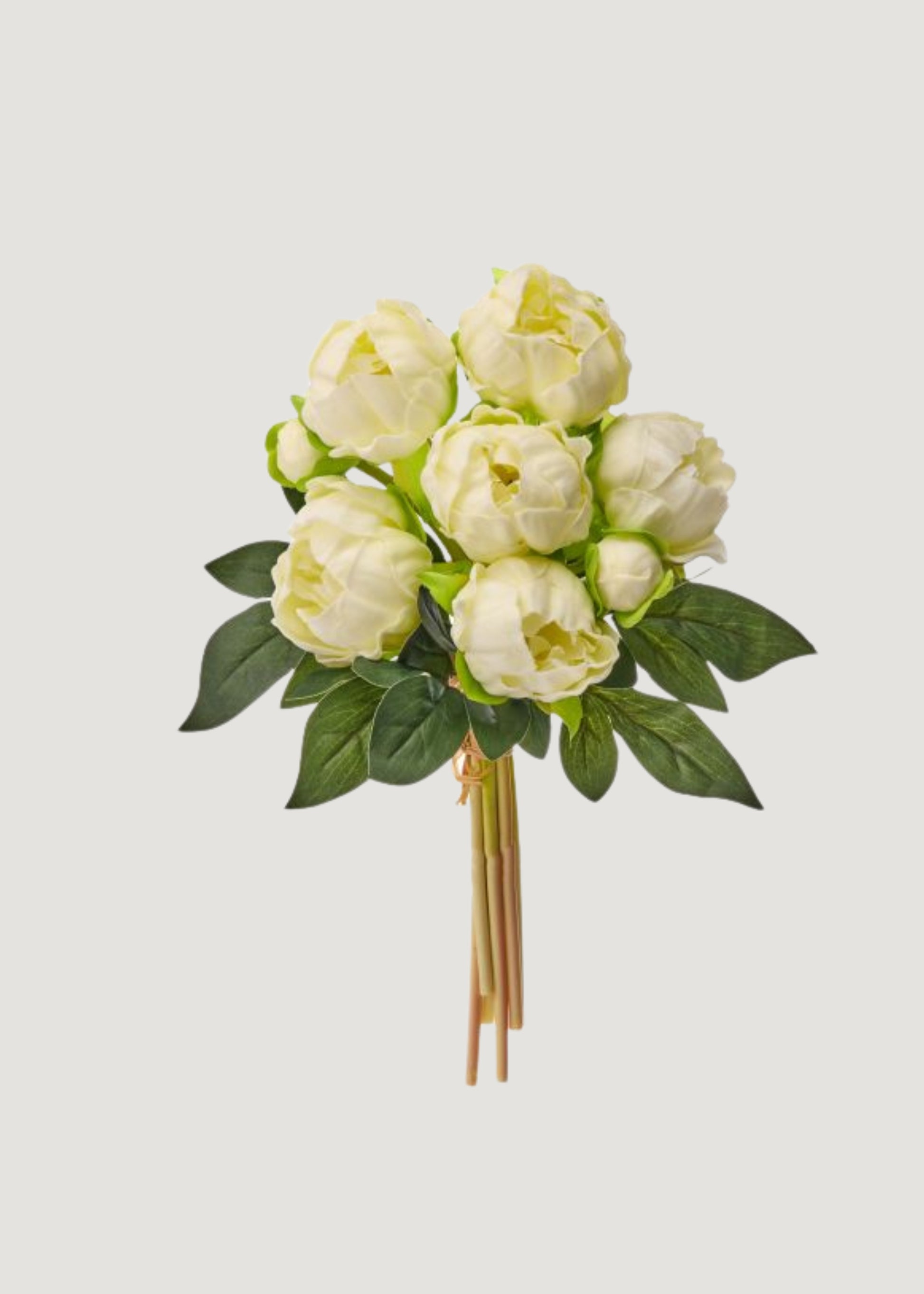 Bundle of 8 Cream Peonies