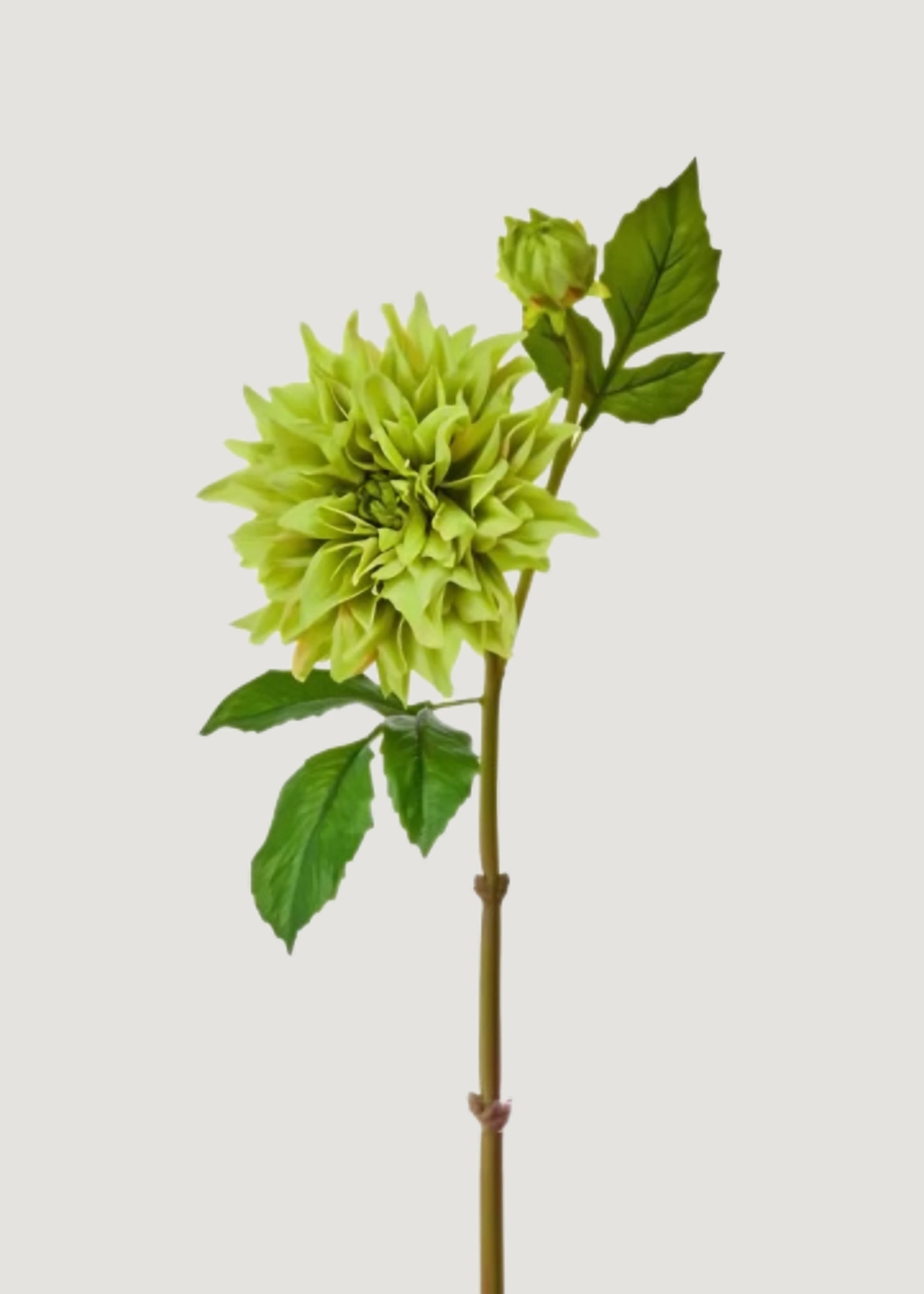 Large Green Real Touch Dahlia 