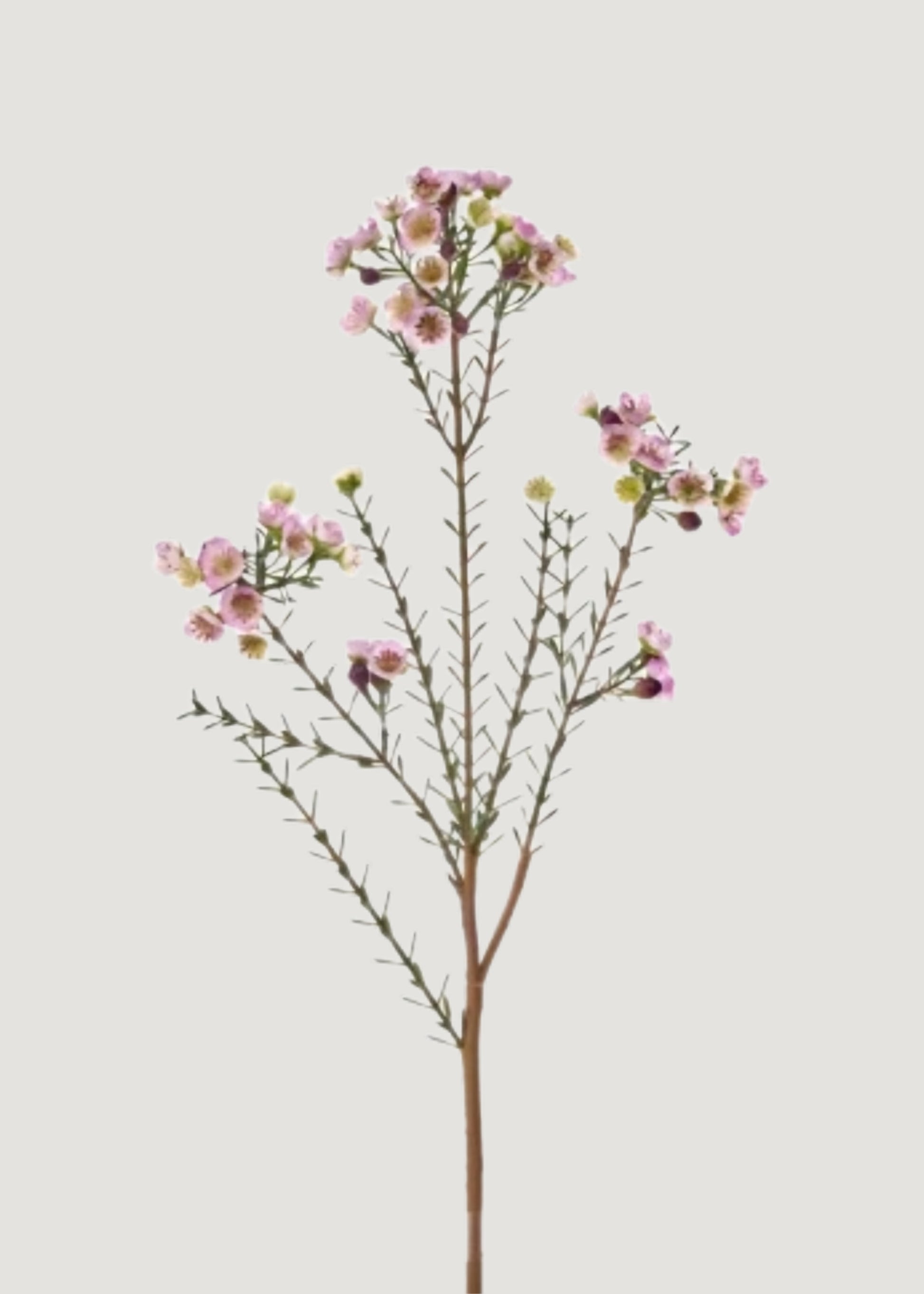 Lavender Faux Waxflower