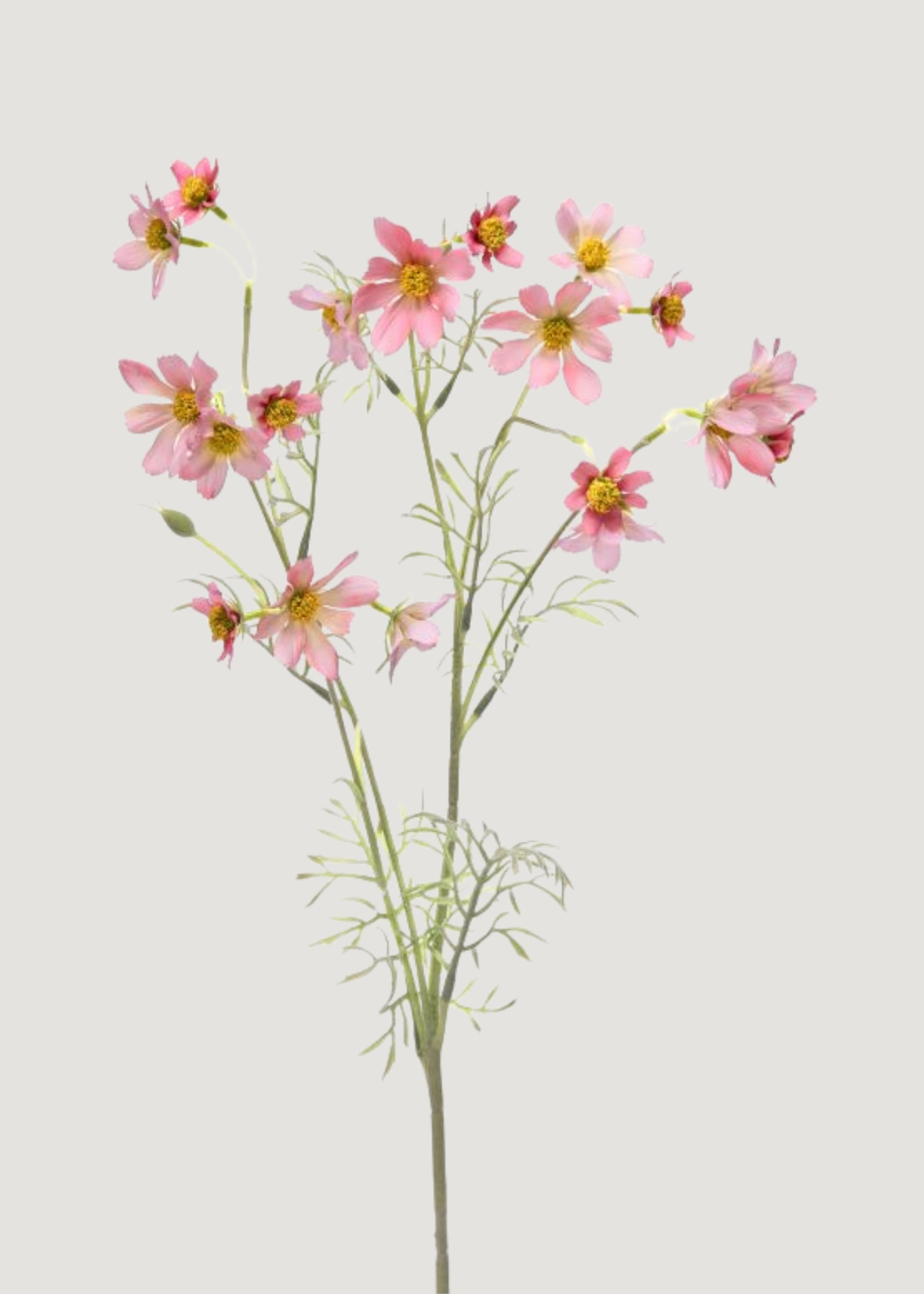 Artificial Pink Cosmos