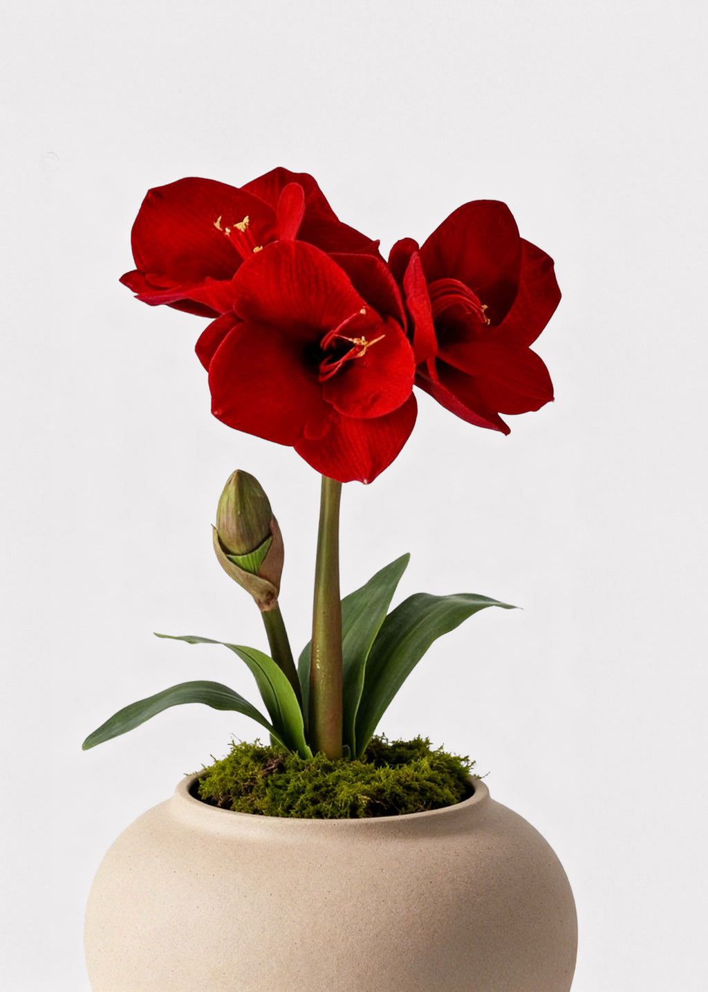 Red Artificial Amaryllis in Vase