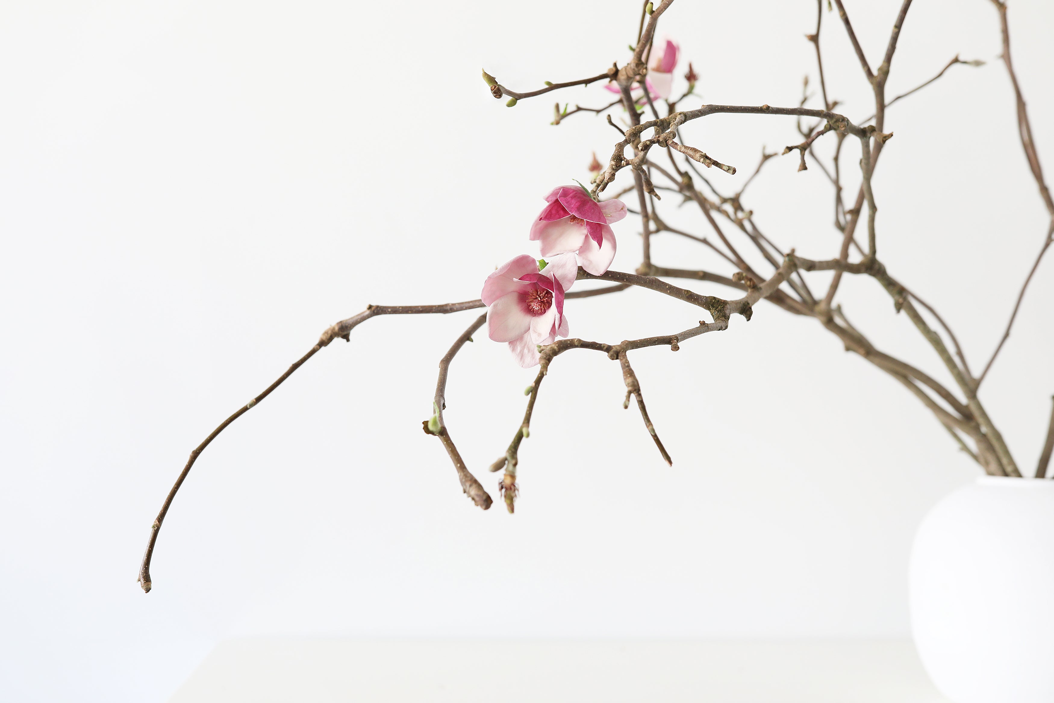 Branches with pink flowers against a white background