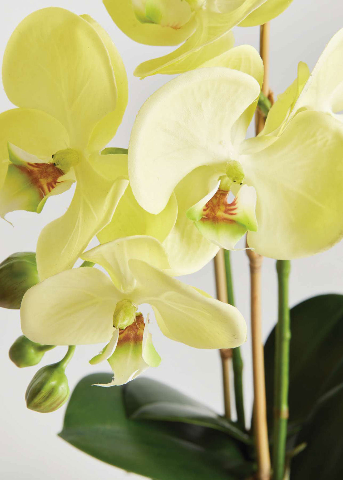 Close-up of Yellow Artificial Orchid