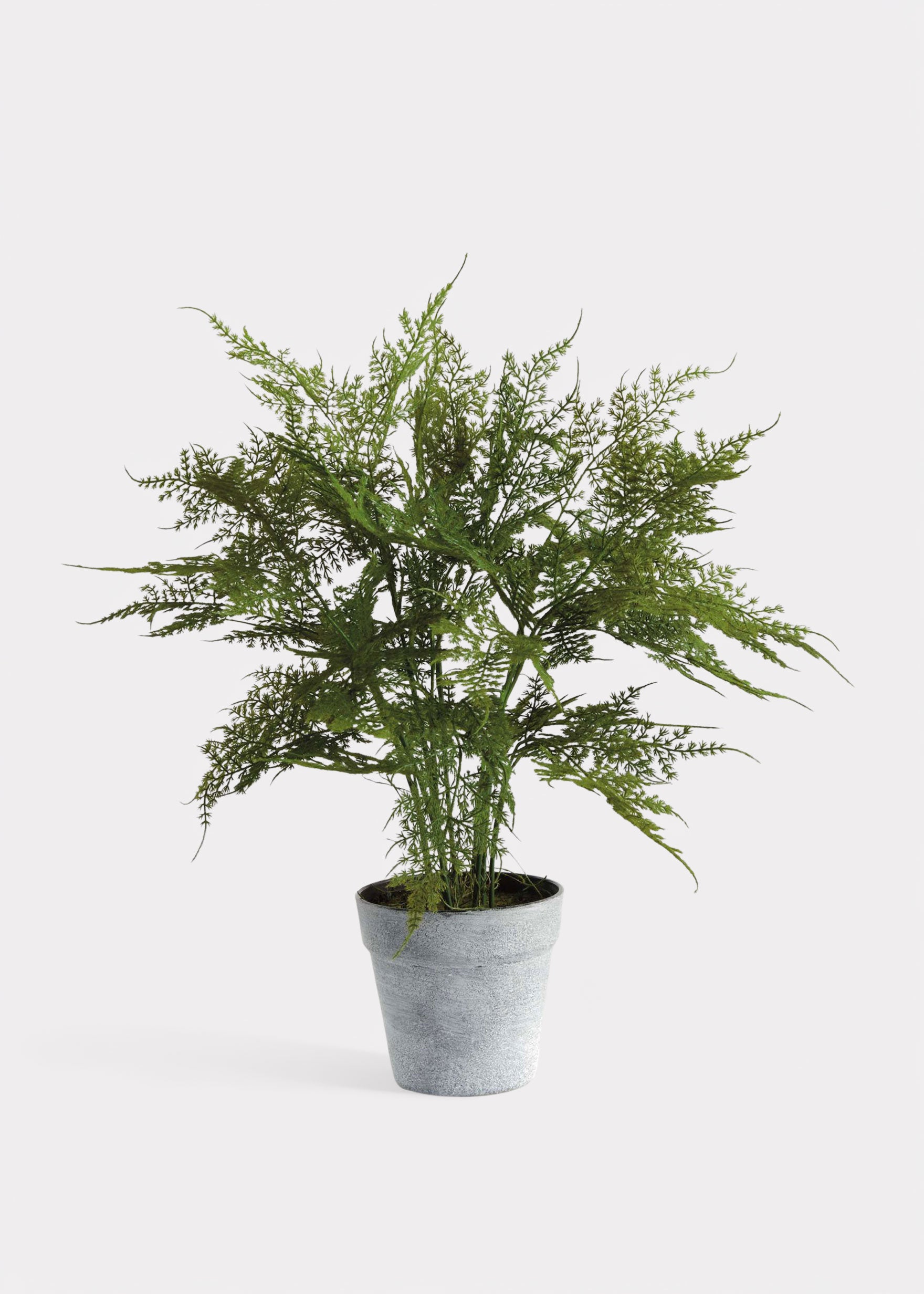 Artificial Plumosus Fern Potted Plant
