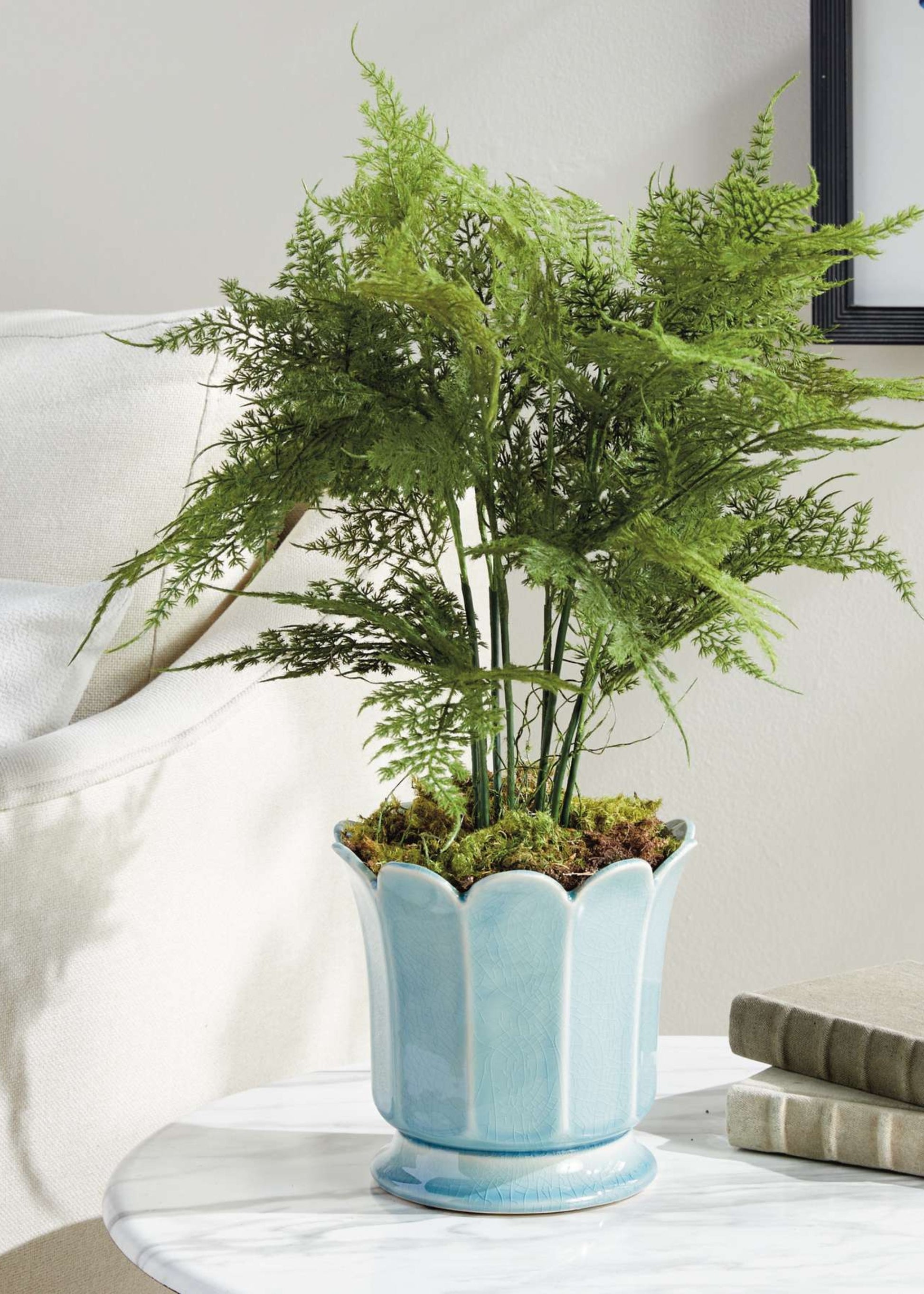 Fake Plumosus Fern in Blue Pot
