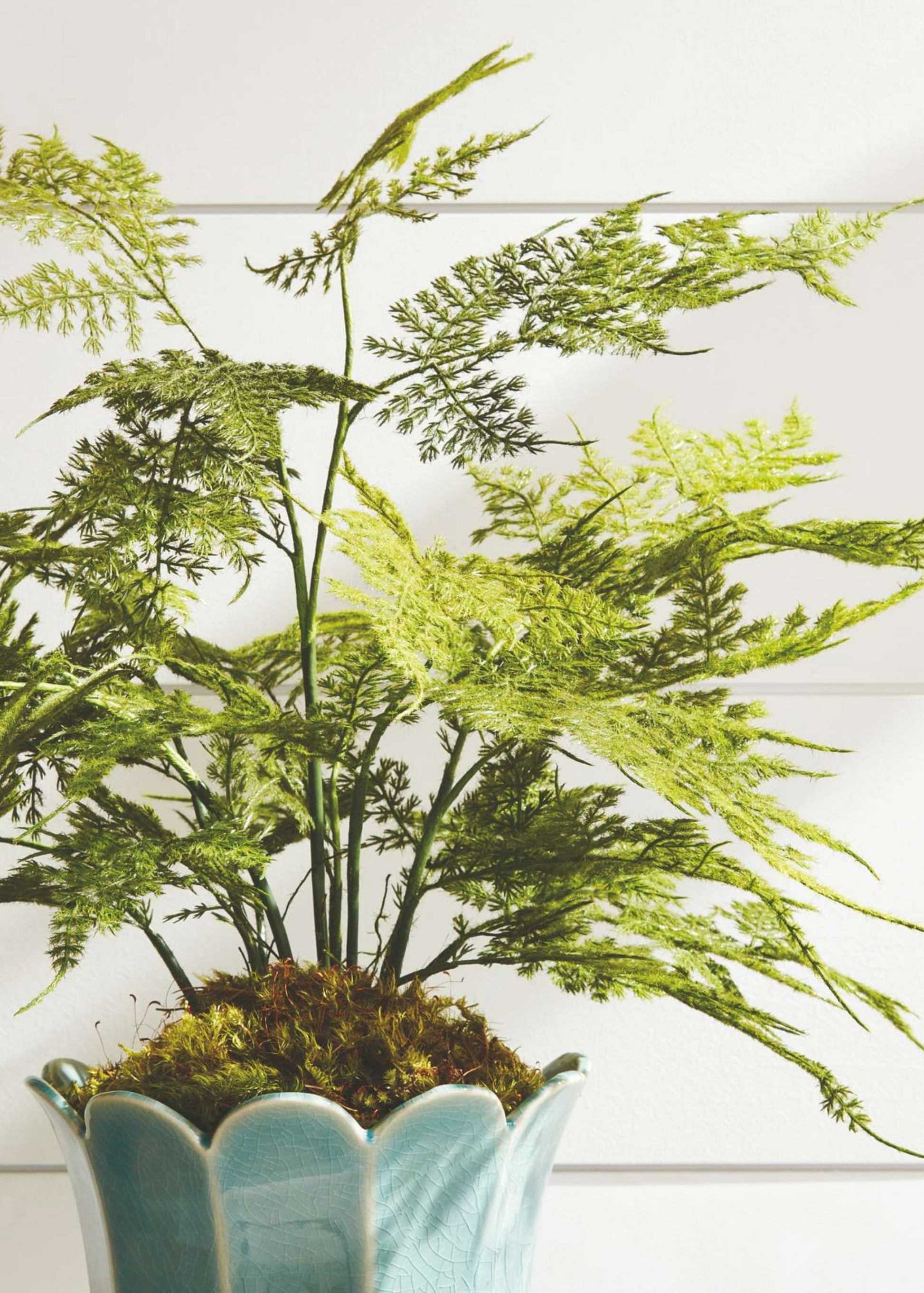 asparagus fern potted plant Plumosa Fern Drop-In 21"