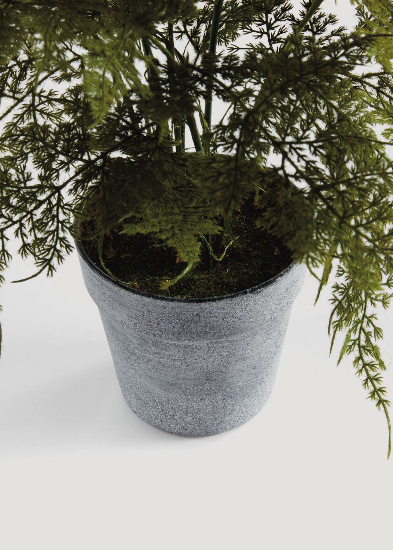 Potted Faux Plumosus Fern