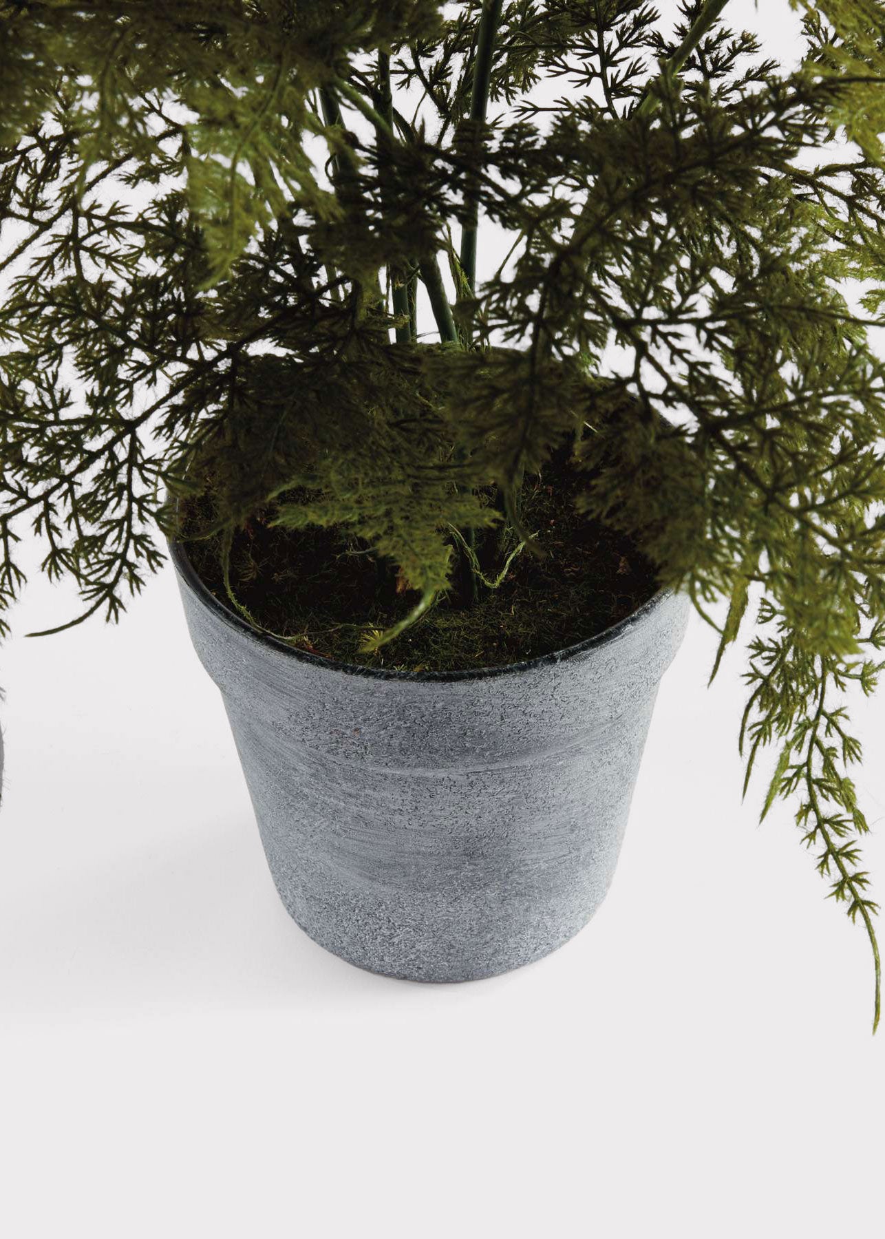 Close-up of Artificial Plumosus Fern Potted Plant