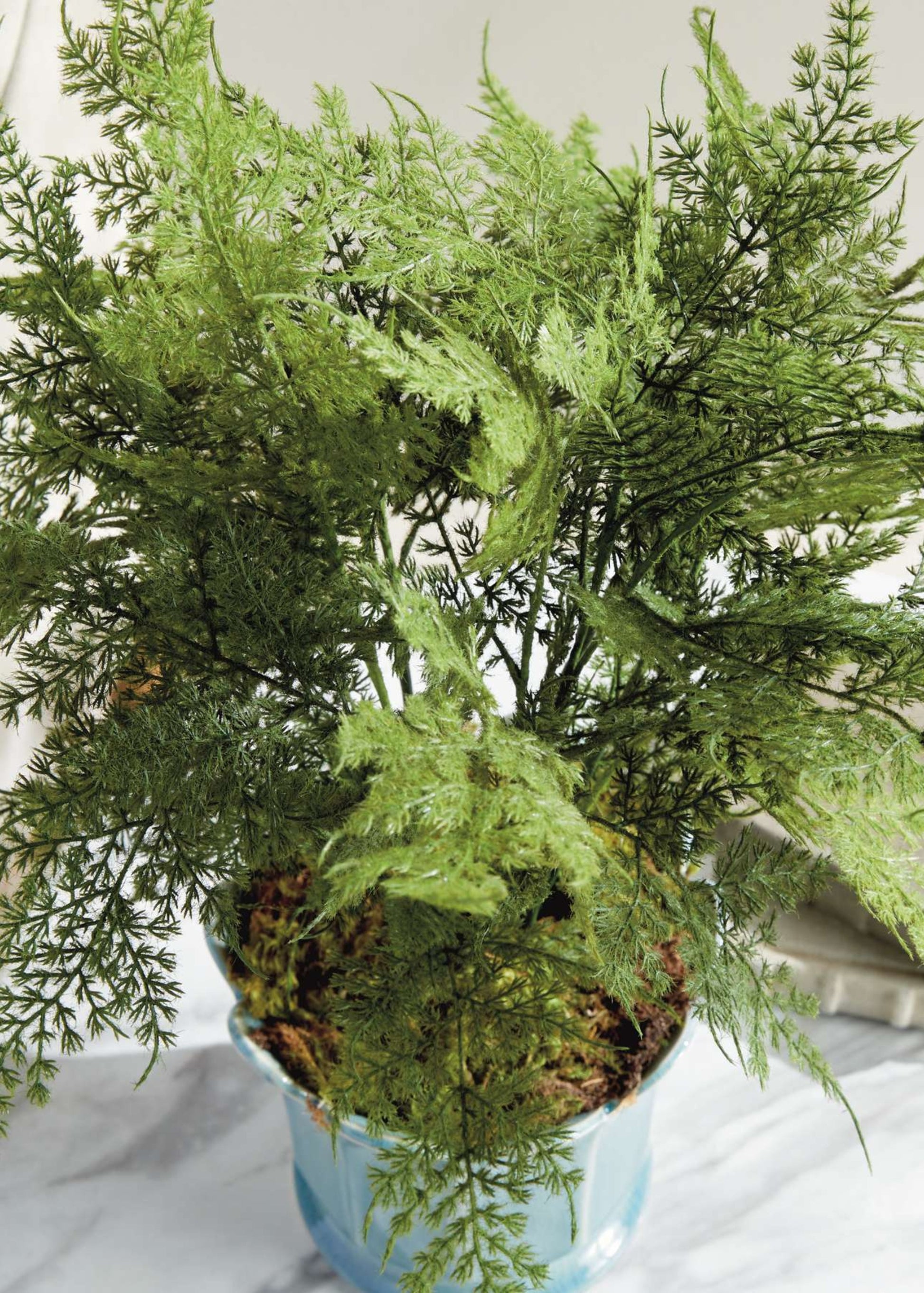 Potted Artificial Plumosus Fern